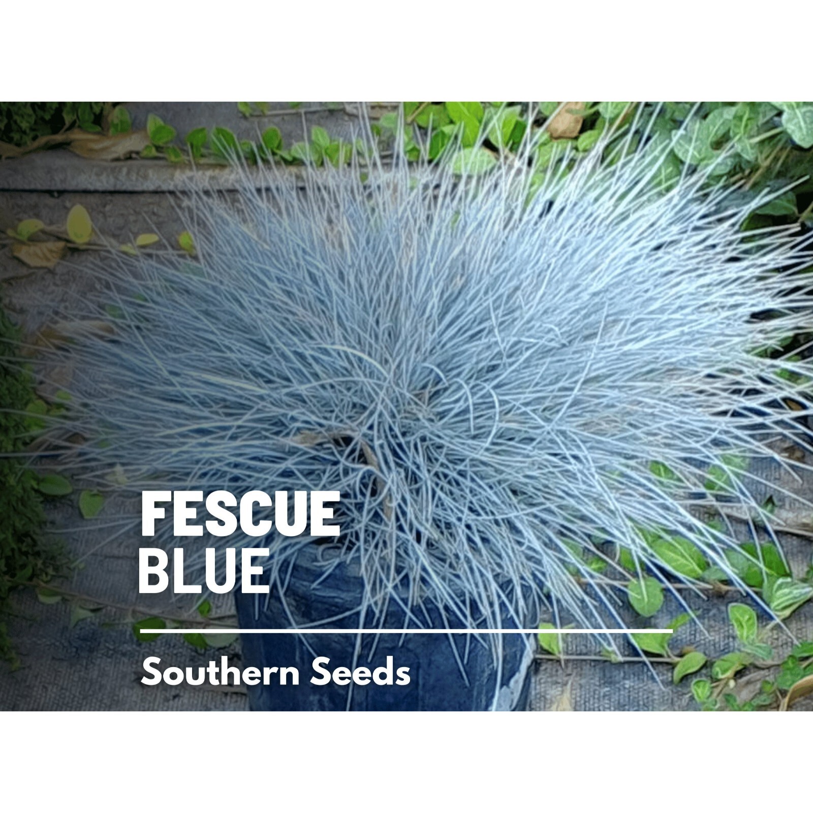Blue Fescue (Festuca ovina glauca) – 100 Seeds – Heirloom – Drought Resistant