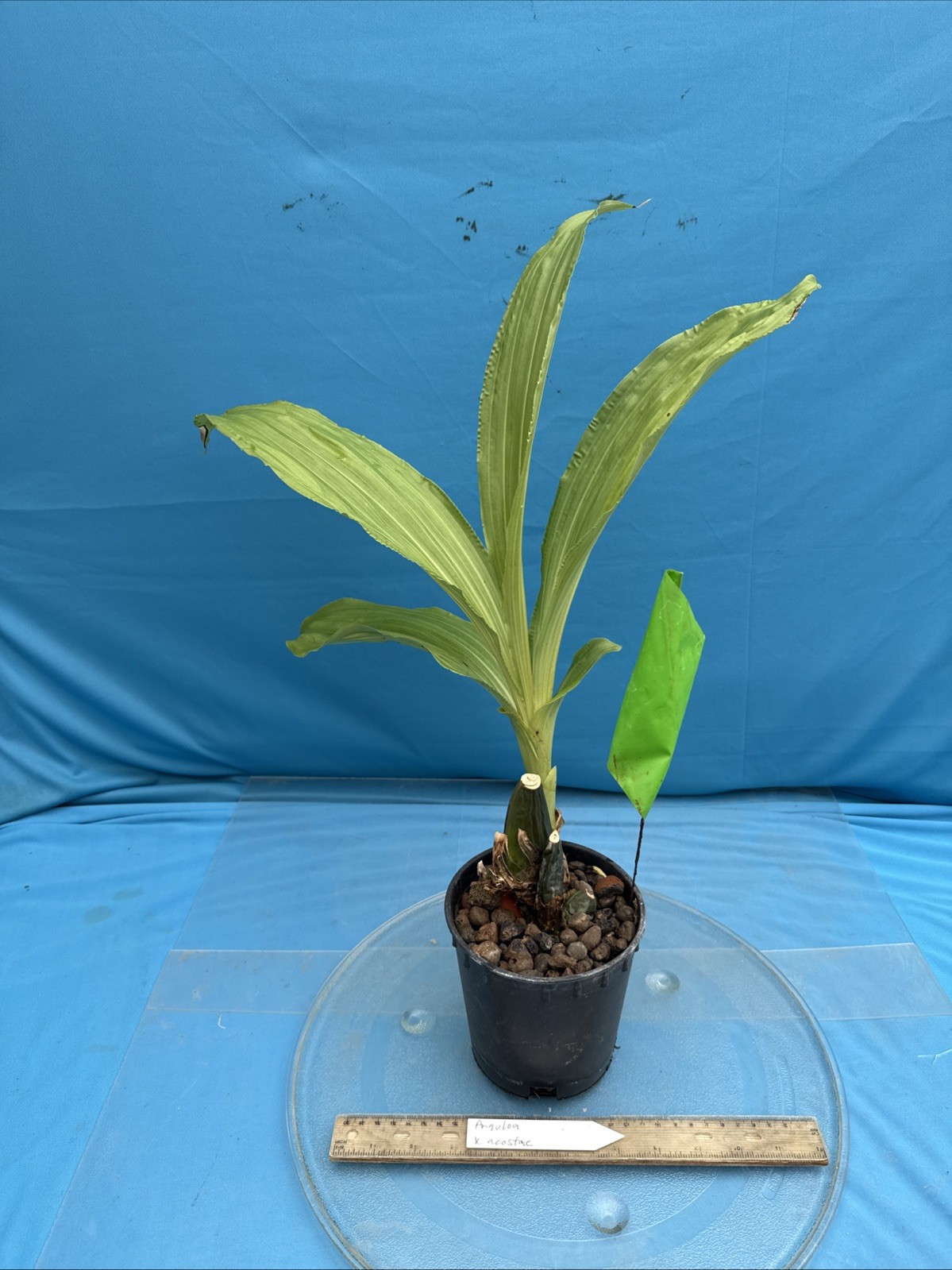Anguloa X acostae Pink White Fragrant BS Orchid Hybrid 5.5” Pt New Growth Start