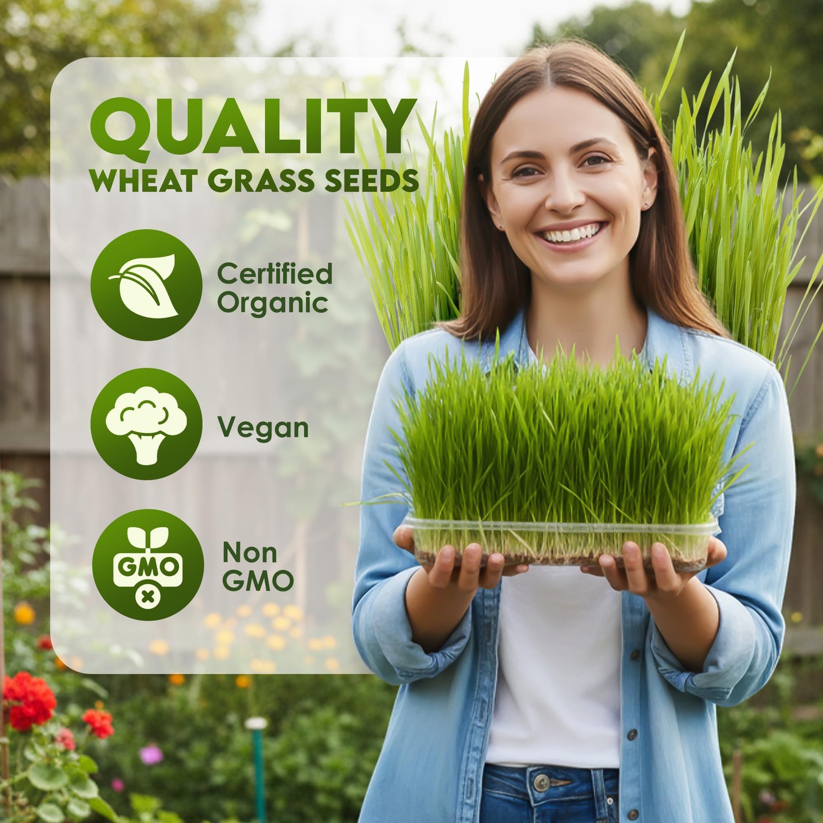 Wheat Grass Seeds – Non-GMO Organic Seeds for Planting, Cat Grass for Growing…