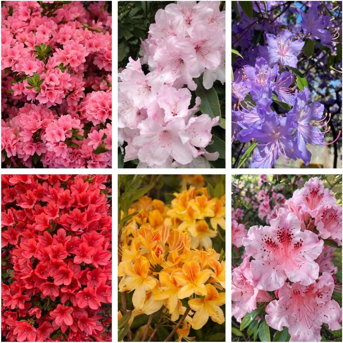 Mixed Azalea Seeds for Planting – 50+ Azalea Flower Seeds Bush Shrub Flowers Pla