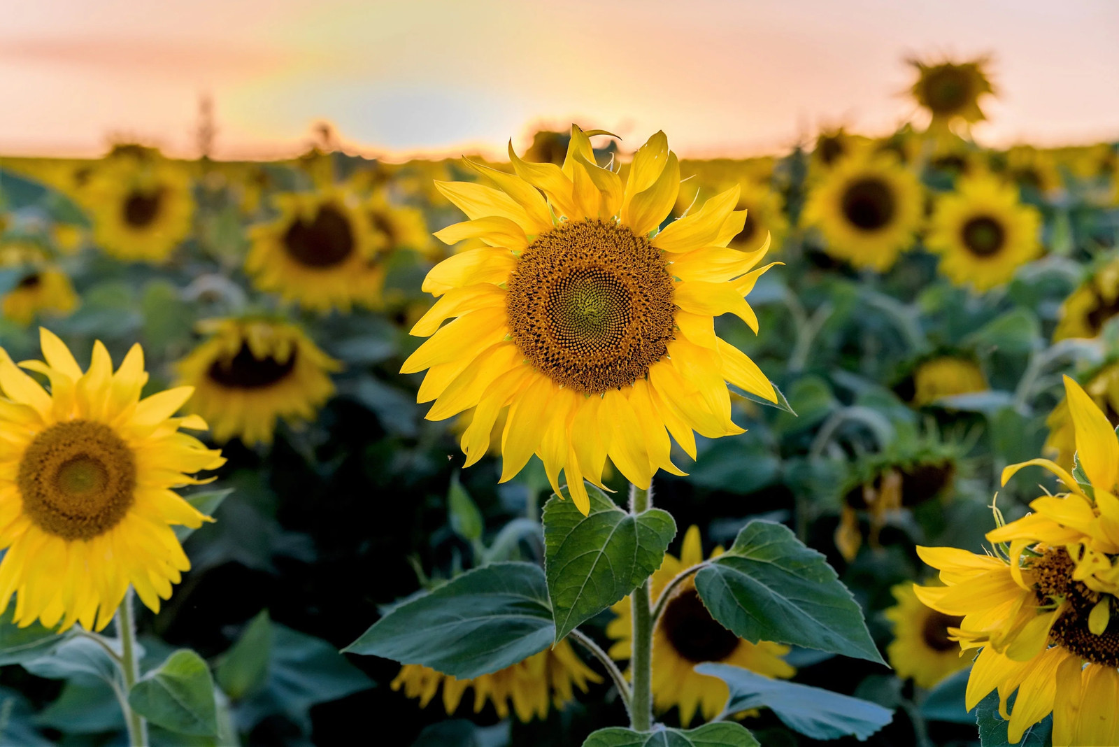 100 PEREDOVIK SUNFLOWER Helianthus Annuus Black Oilseed Yellow Flower Seeds