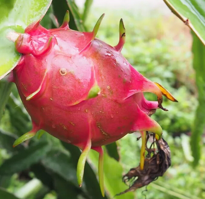 1 Rooted And Sprouted White Dragon Fruit 15” With Pot Live Plant