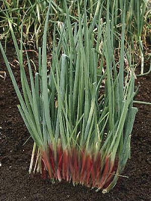 Chives Welsh Onion Red 2,000 seeds