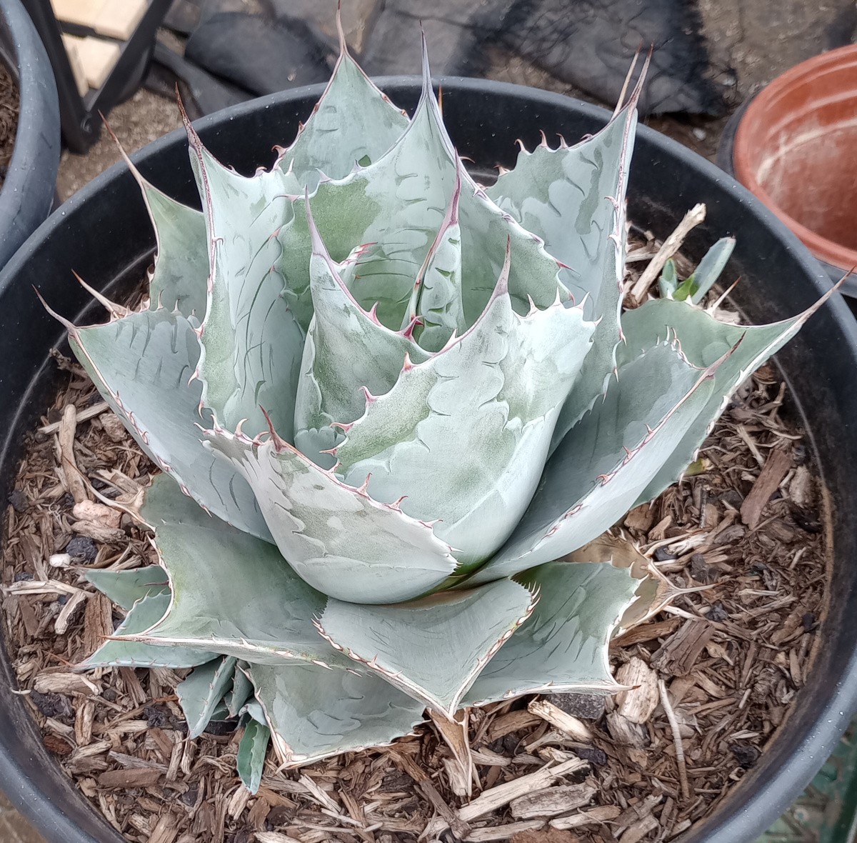 Agave parrasana Giant Colorado Cold Hardy Blue Artichoke Succulent Plant 173