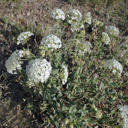 Abronia fragrans | Snowball Sand Verbena | 10 Seeds