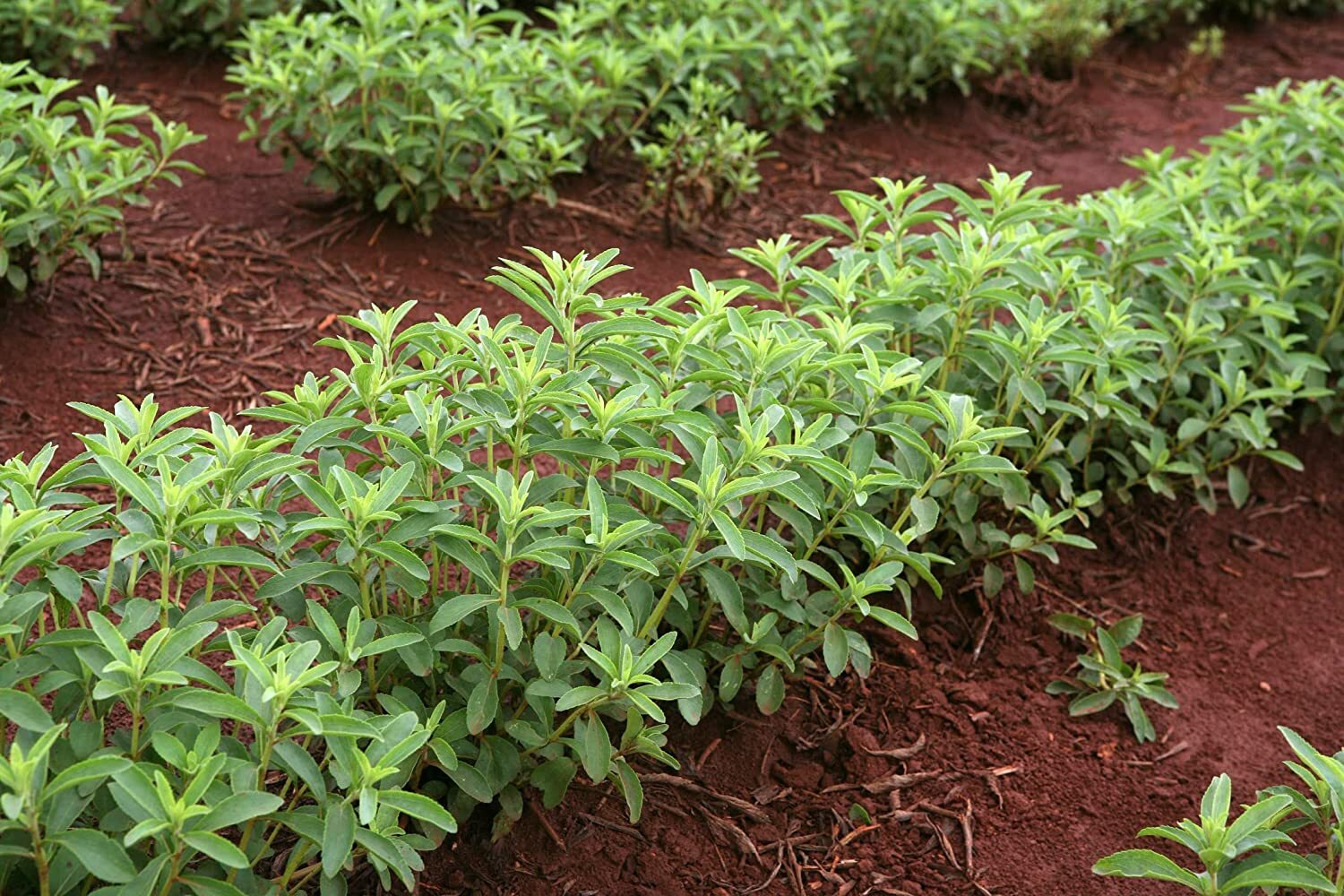 250 Stevia Sweetleaf Herb Plant Seeds for Planting Natural Stevia