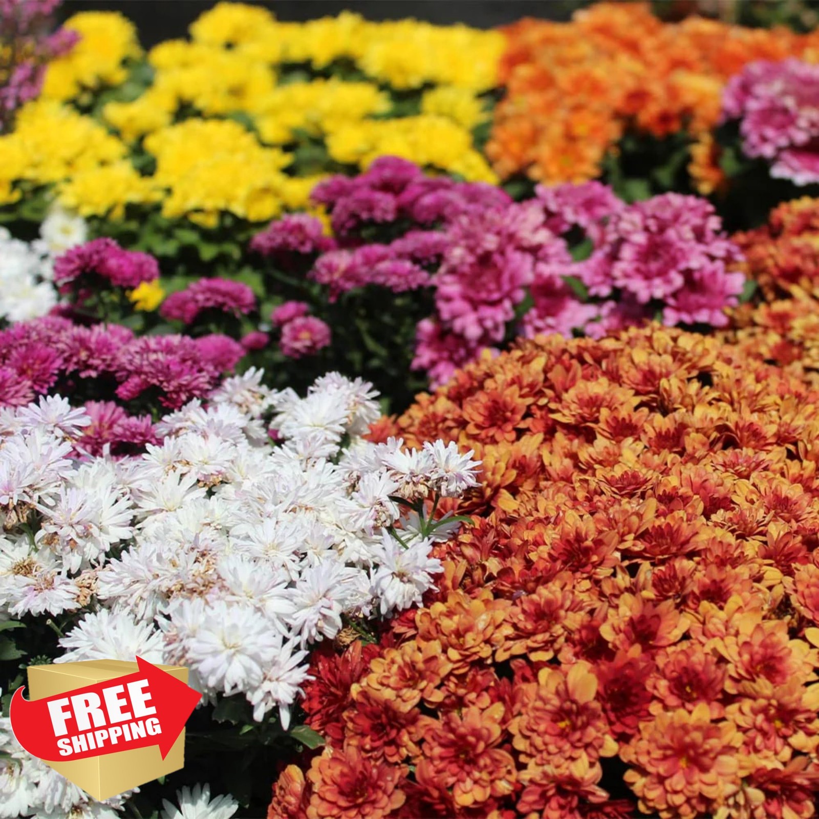 Wivolibe Mixed Color Chrysanthemum Seeds