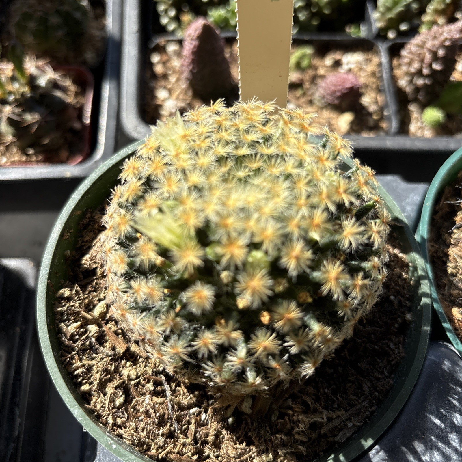 Mammillaria schiedeana Clumping Fuzzy Gold Mini Cactus rooted 4 in pot