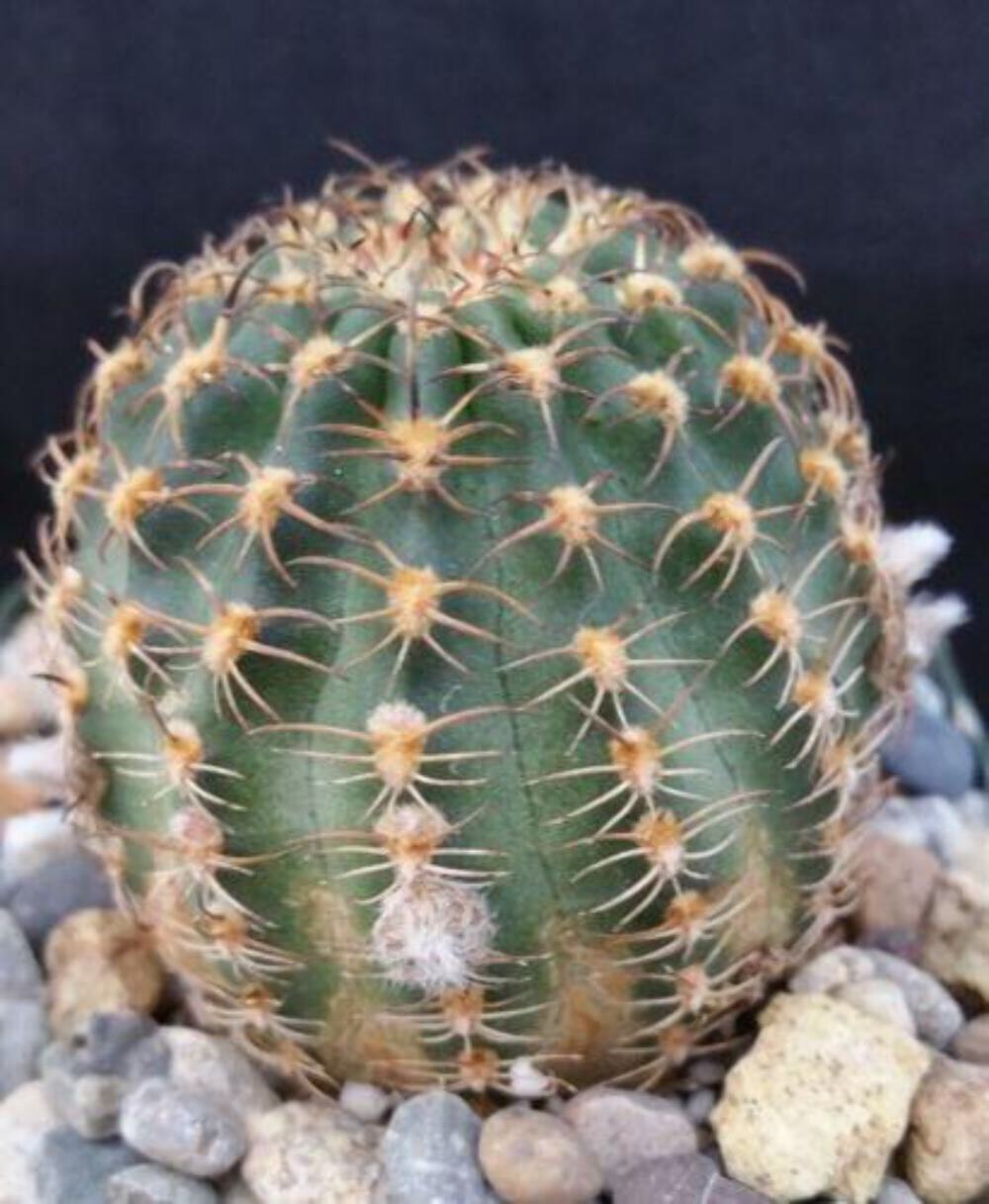 Lobivia winteriana cactus Cacti Succulent real live plant