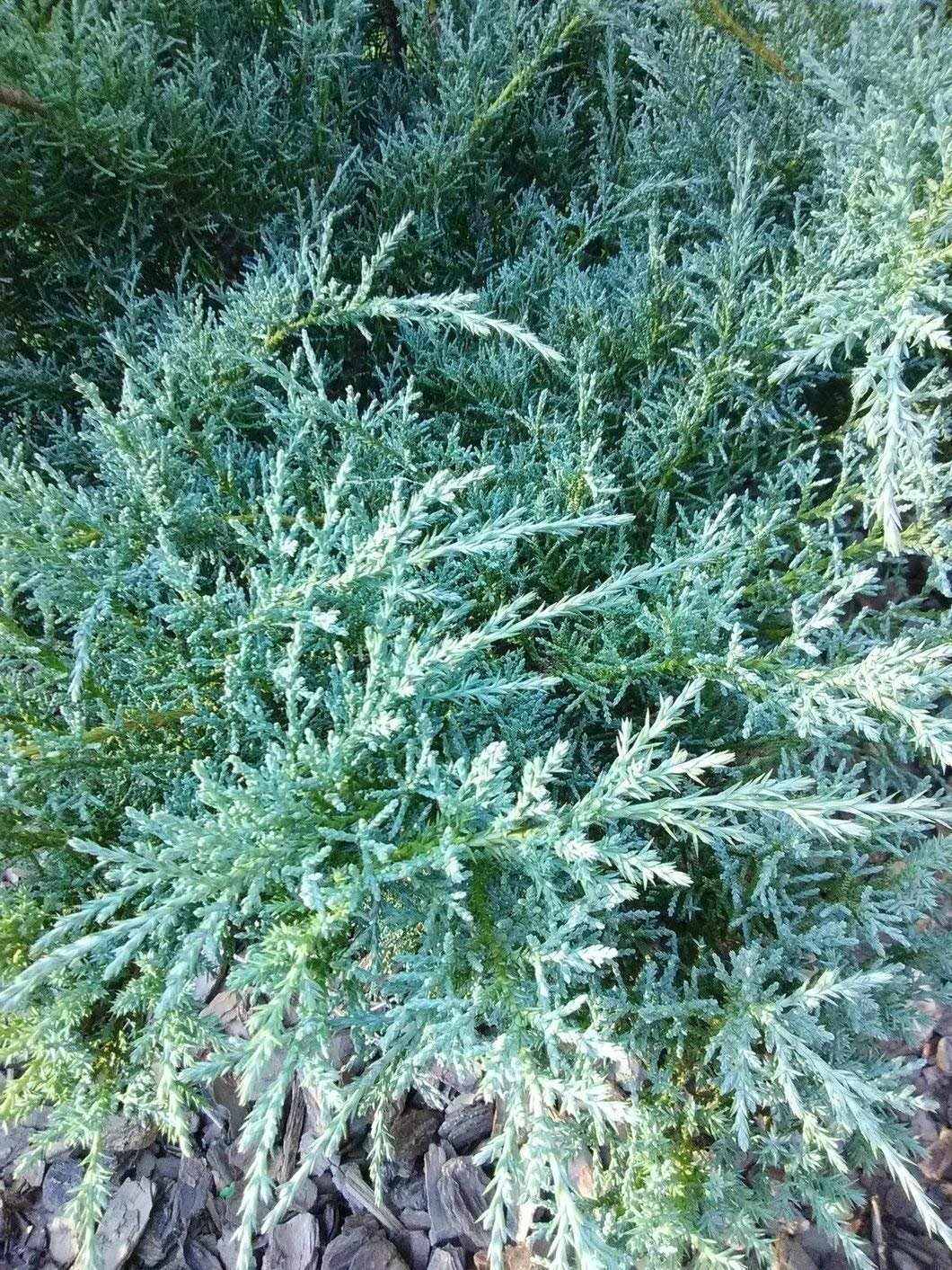 Juniper Angelica Blue – Live Plants – Juniperus Chinensis – Drought Tolerant…