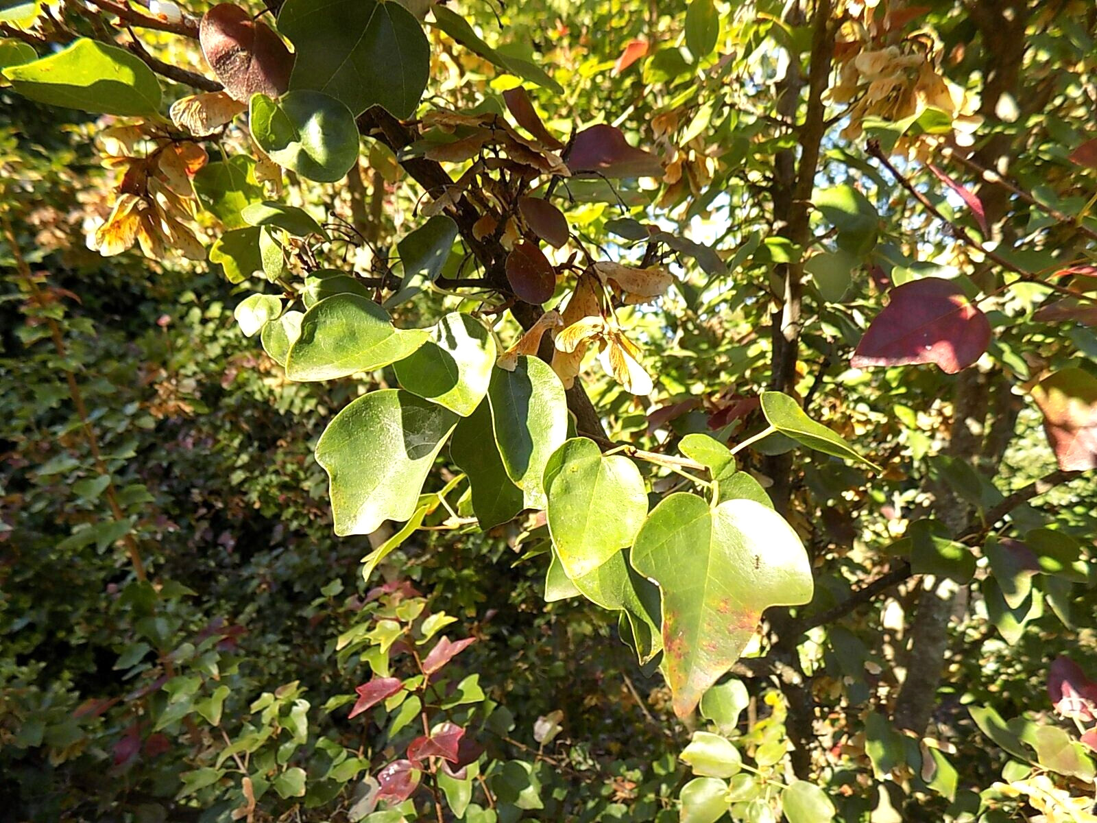 20 MIYADONO DWARF TRIDENT MAPLE SEEDS – (Acer buergerianum ‘Miyadono’)