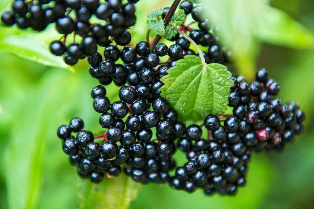 4 Fresh Black Bearing Elderberry Cuttings to Grow – Grow 4 Elderberry Tree Plant