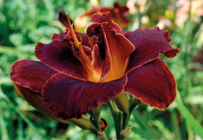 BOGEYMAN Double Rebloomer Hemerocallis / Daylily Bare Root Plant – US Seller