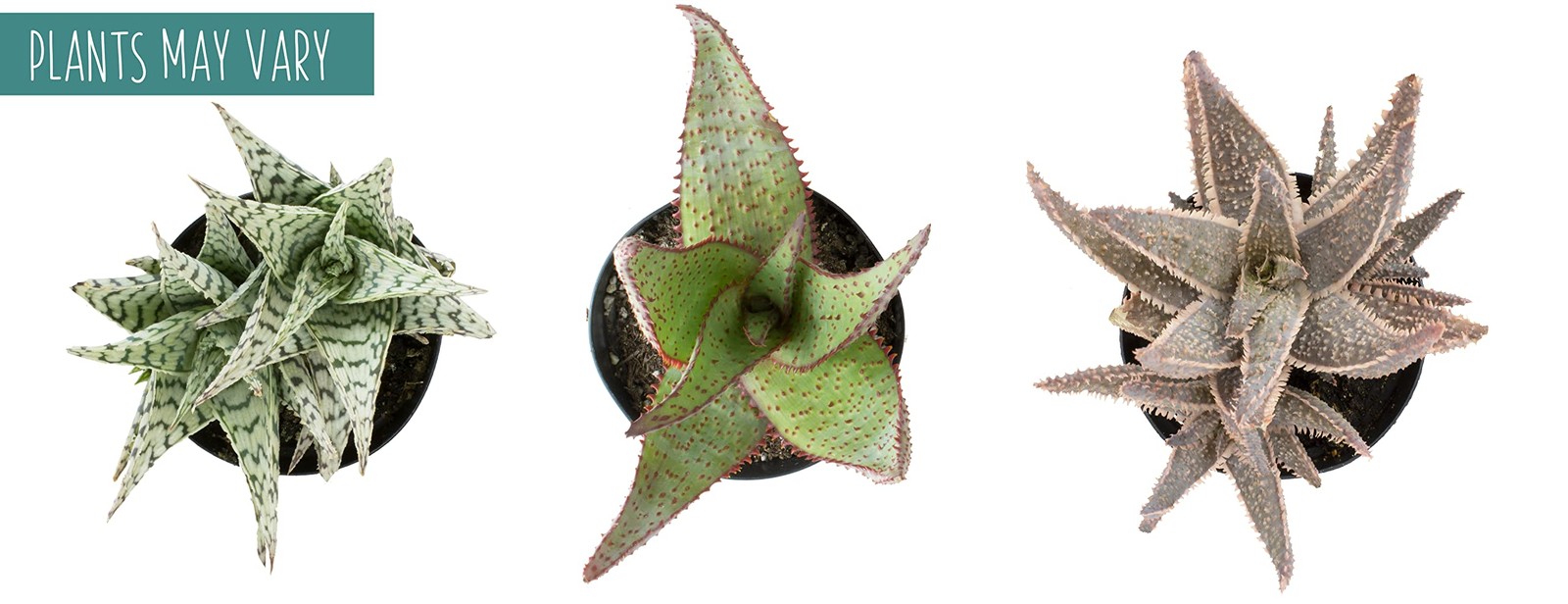 Live Aloe Plant Succulents (3 Pack), Succulents Plants Live in Potting Soil, …