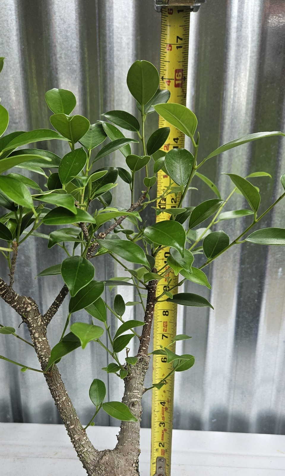 Ficus Bonsai Exposed Roots Nice Nebari