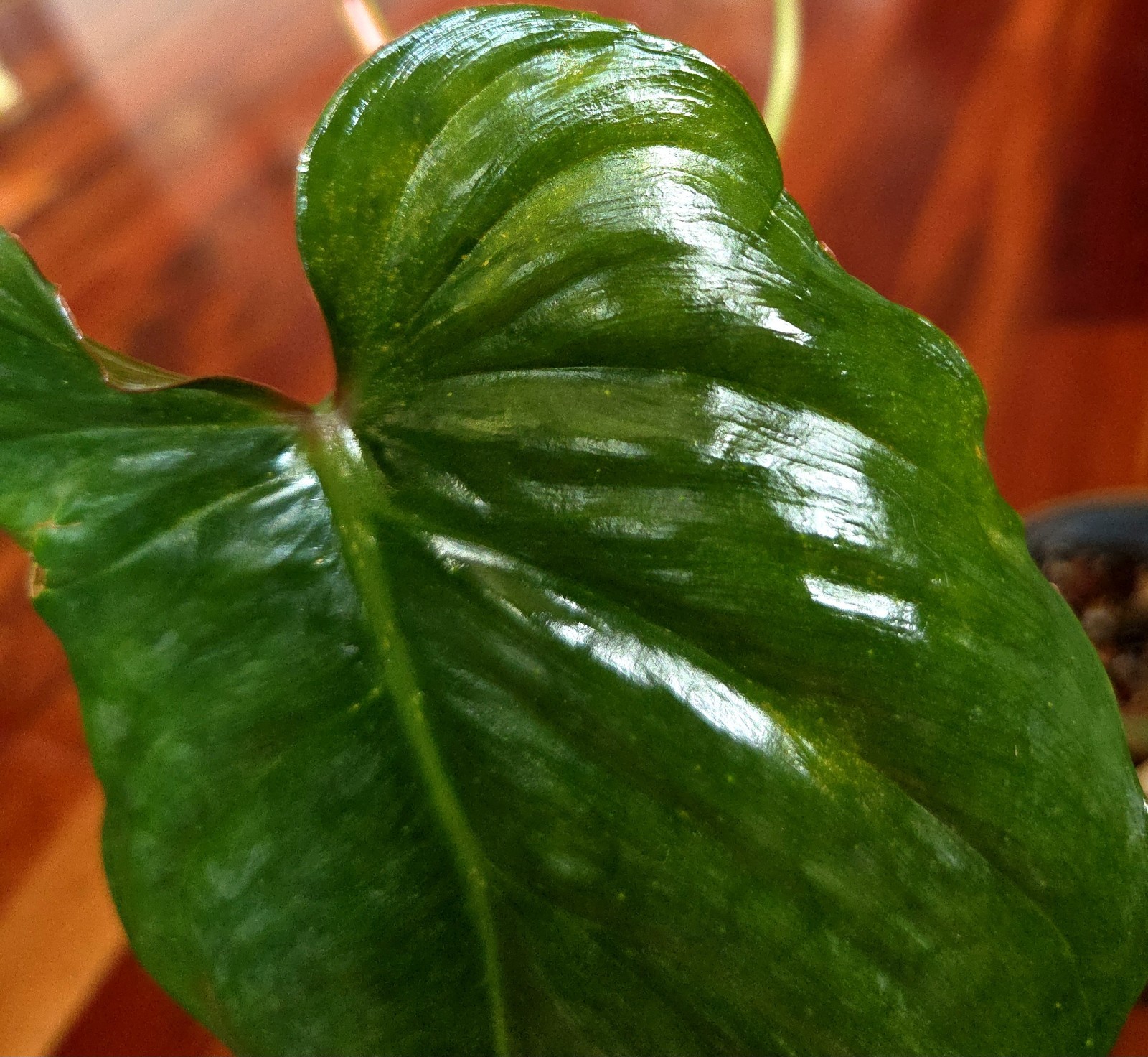 Rare Philodendron Sodiroi Aff X Verrucosum 21″ Tall Not Monstera Anthurium Aroid