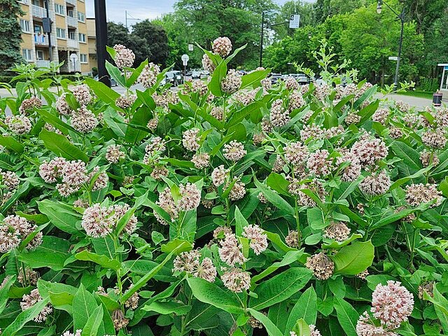 Asclepias syriaca | Common Milkweed | 100 Seeds