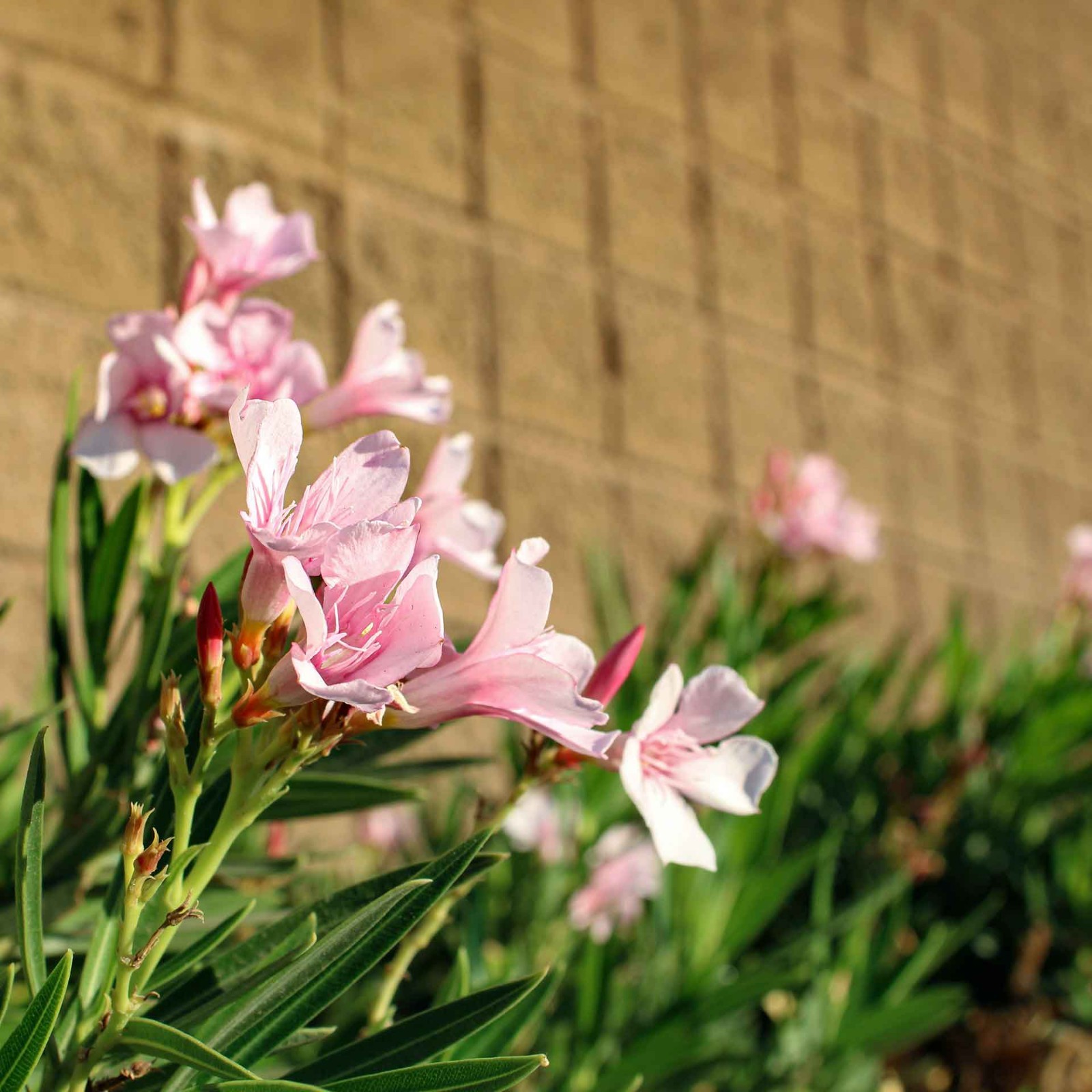 Petite Pink Dwarf Oleander (Nerium oleander ‘Petite Pink’) in 2.5″ Nursery Cubes