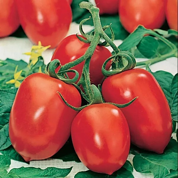 240+ Roma Tomato Seeds – Heirloom – Organic – NON GMO —- FRESH