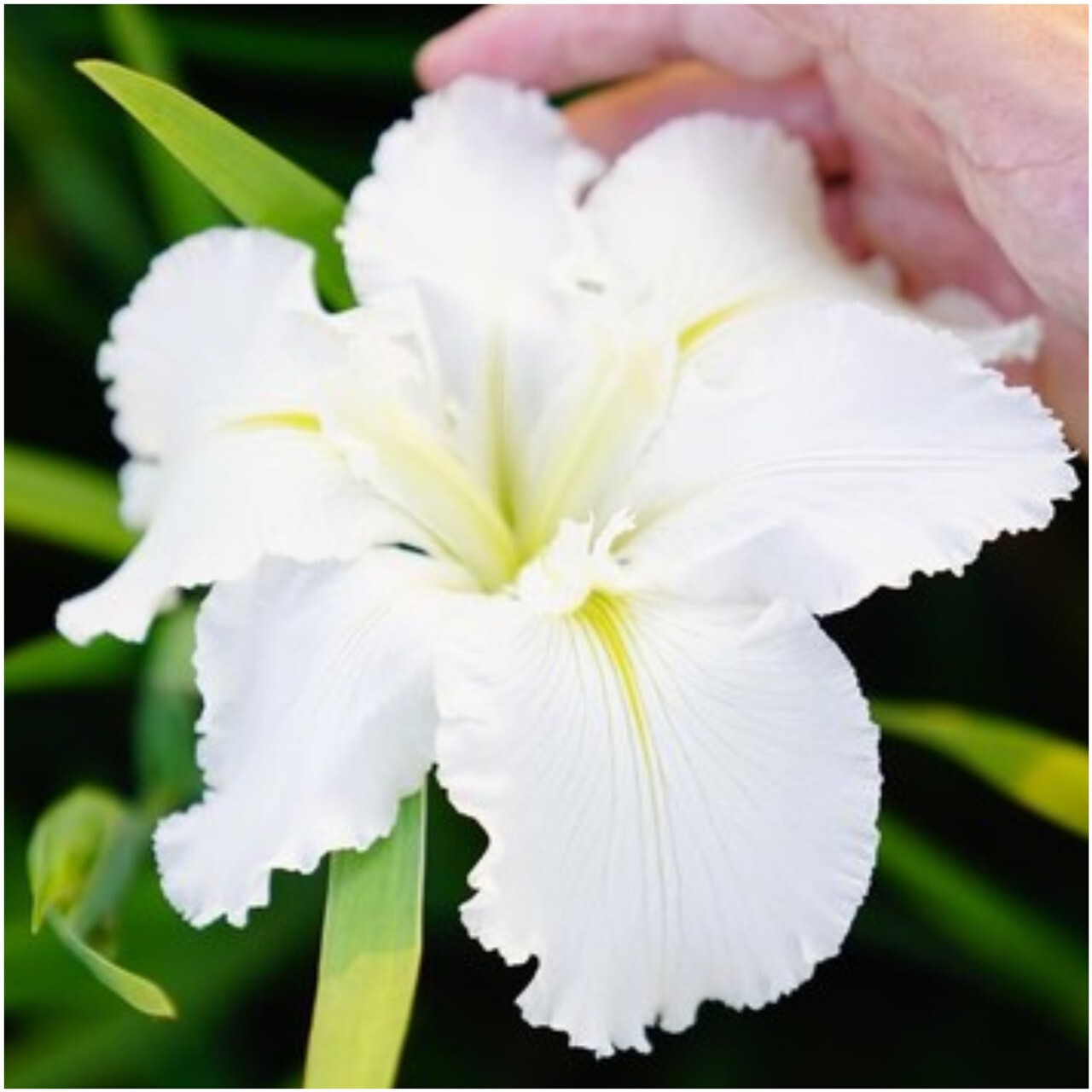 3 – Iris Waihi Wedding – 3 Fans – True White with Green Veining