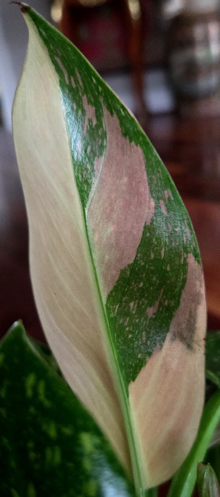 Rare XL Philodendron Congo Nuclear Galaxy Clump 17″ Tall Not Monstera Anthurium