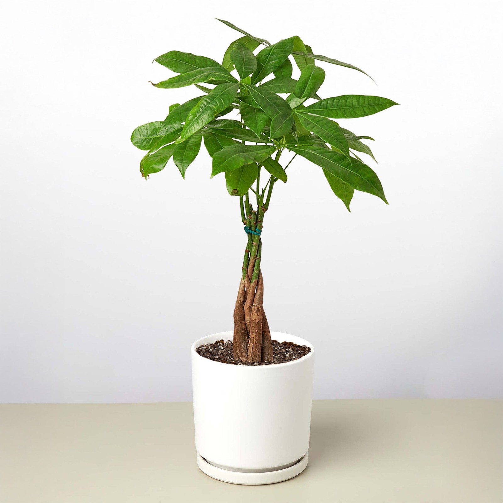 Braided Money Tree Pachira aquatica • Guiana Chestnut • 6″ Pot Good Luck Plant