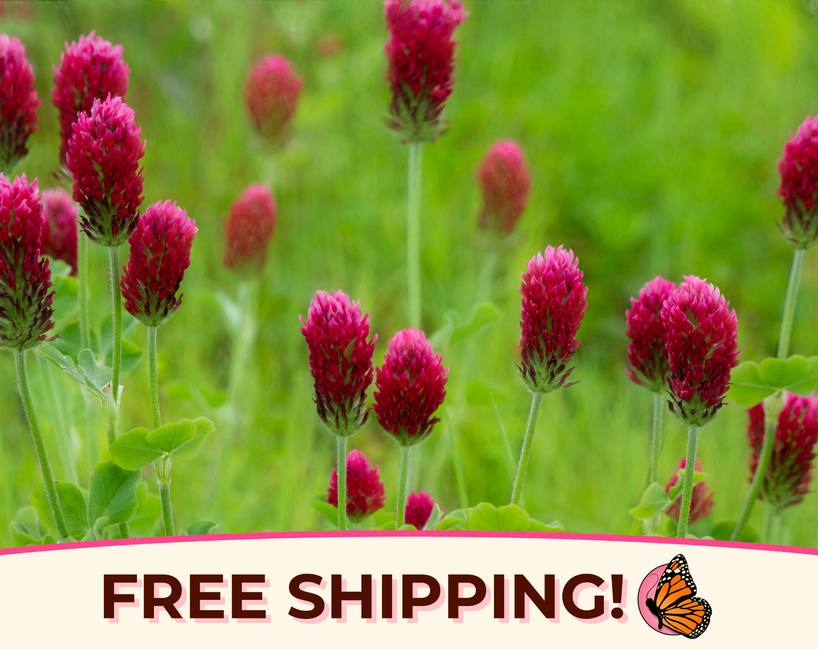 1950+ Crimson Clover Seeds | Wildflower Gardening Flower Seed for Pollinators
