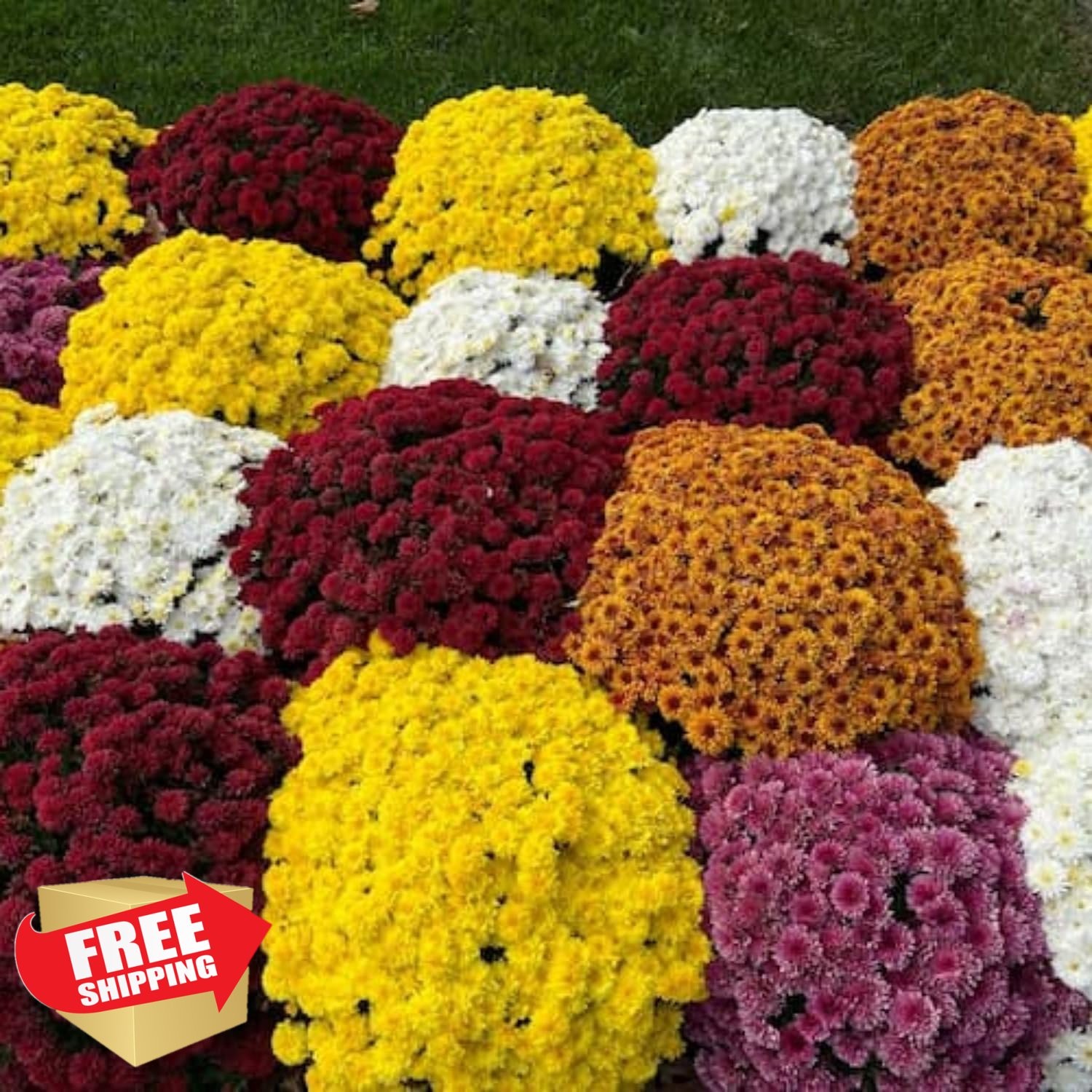 Wivolibe Mixed Color Chrysanthemum Seeds