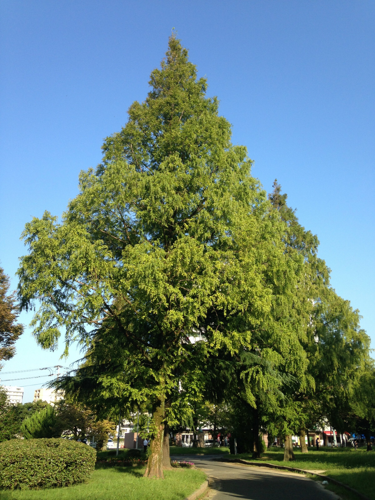 Jurassic Dawn Redwood | Tree Seed Grow Kit | The Jonsteen Company