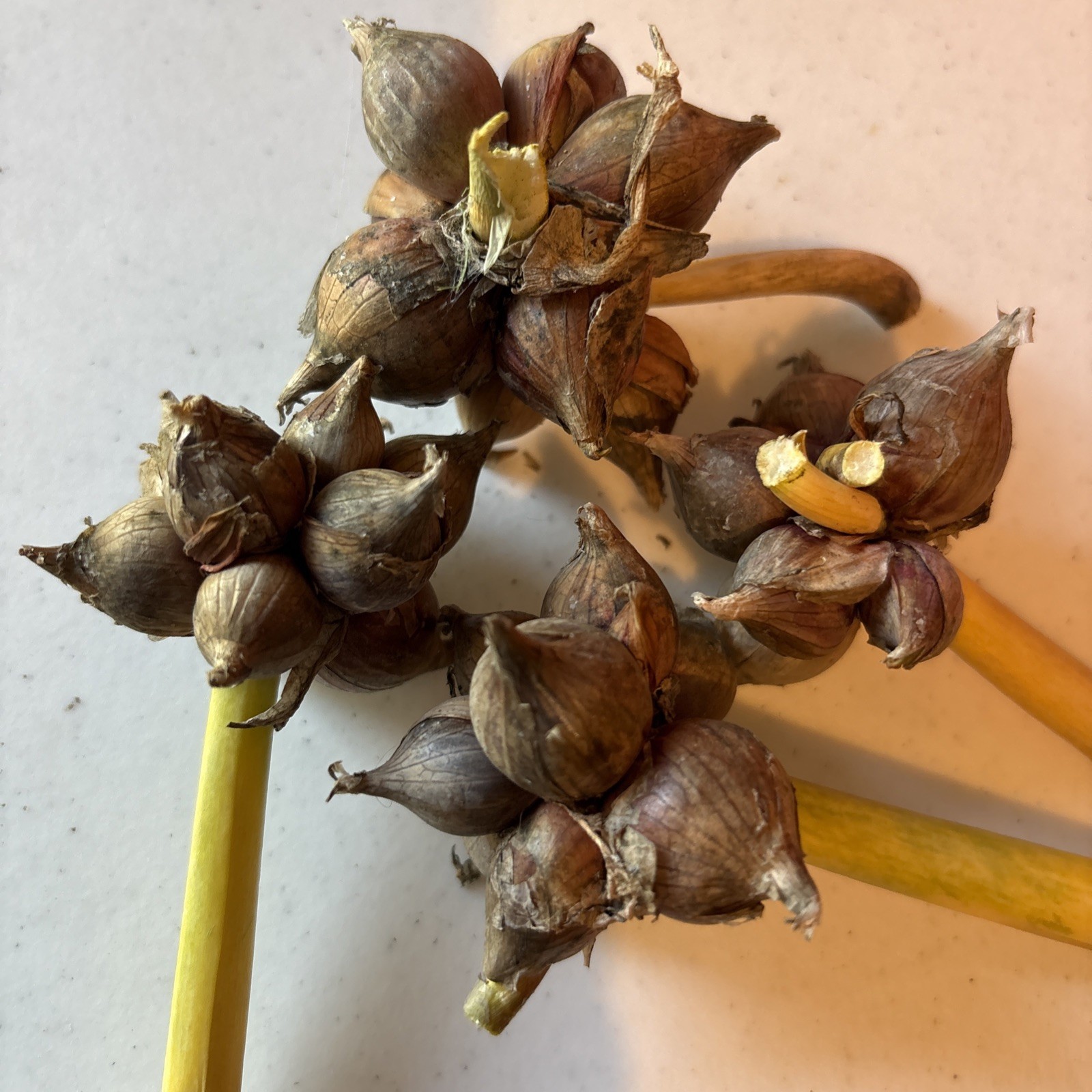 15 Egyptians Walking Onions Winter Perennial Tree Onion Bulbils Seeds