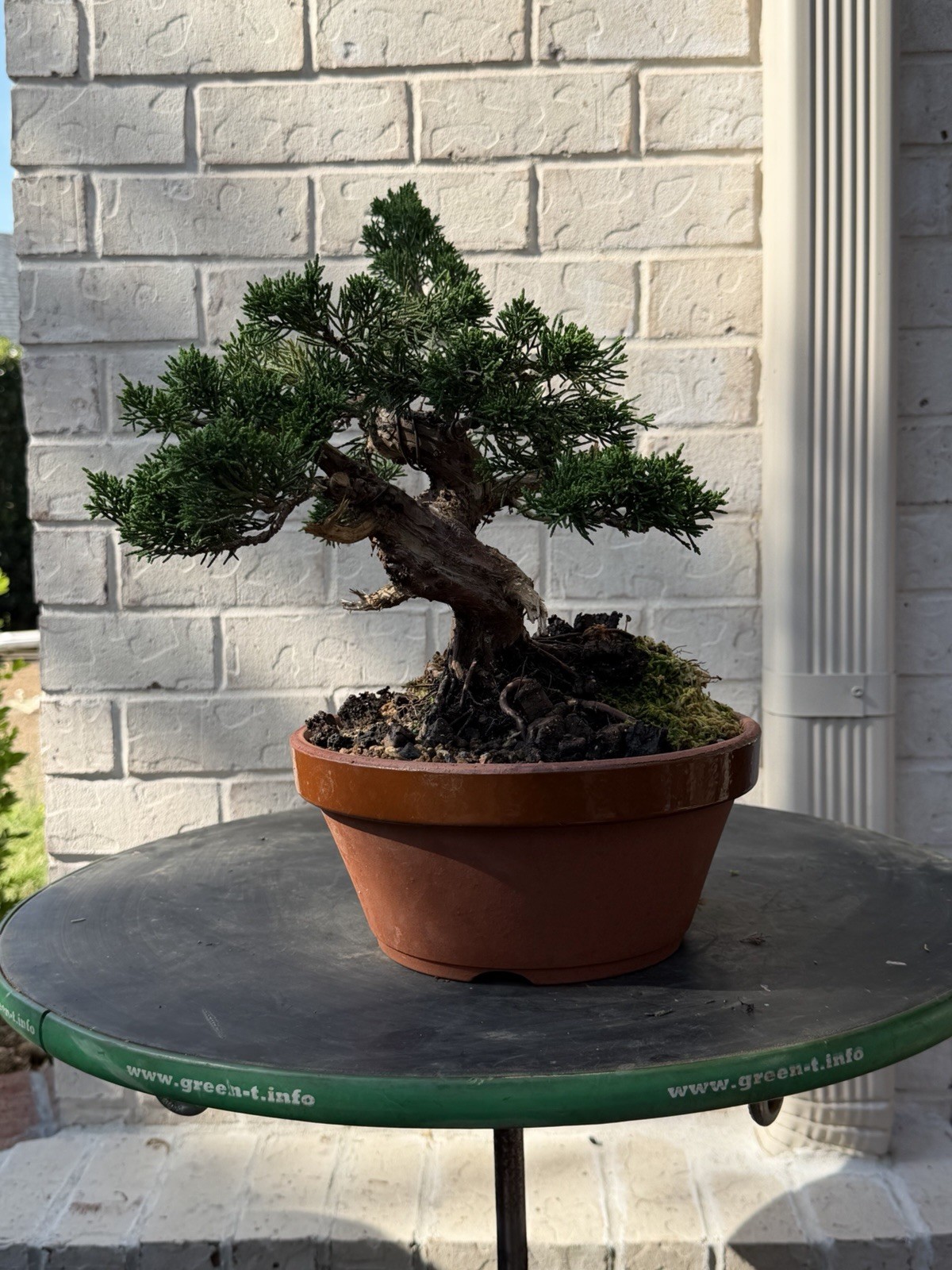 Bonsai Tree Kishu Shimpaku Juniper