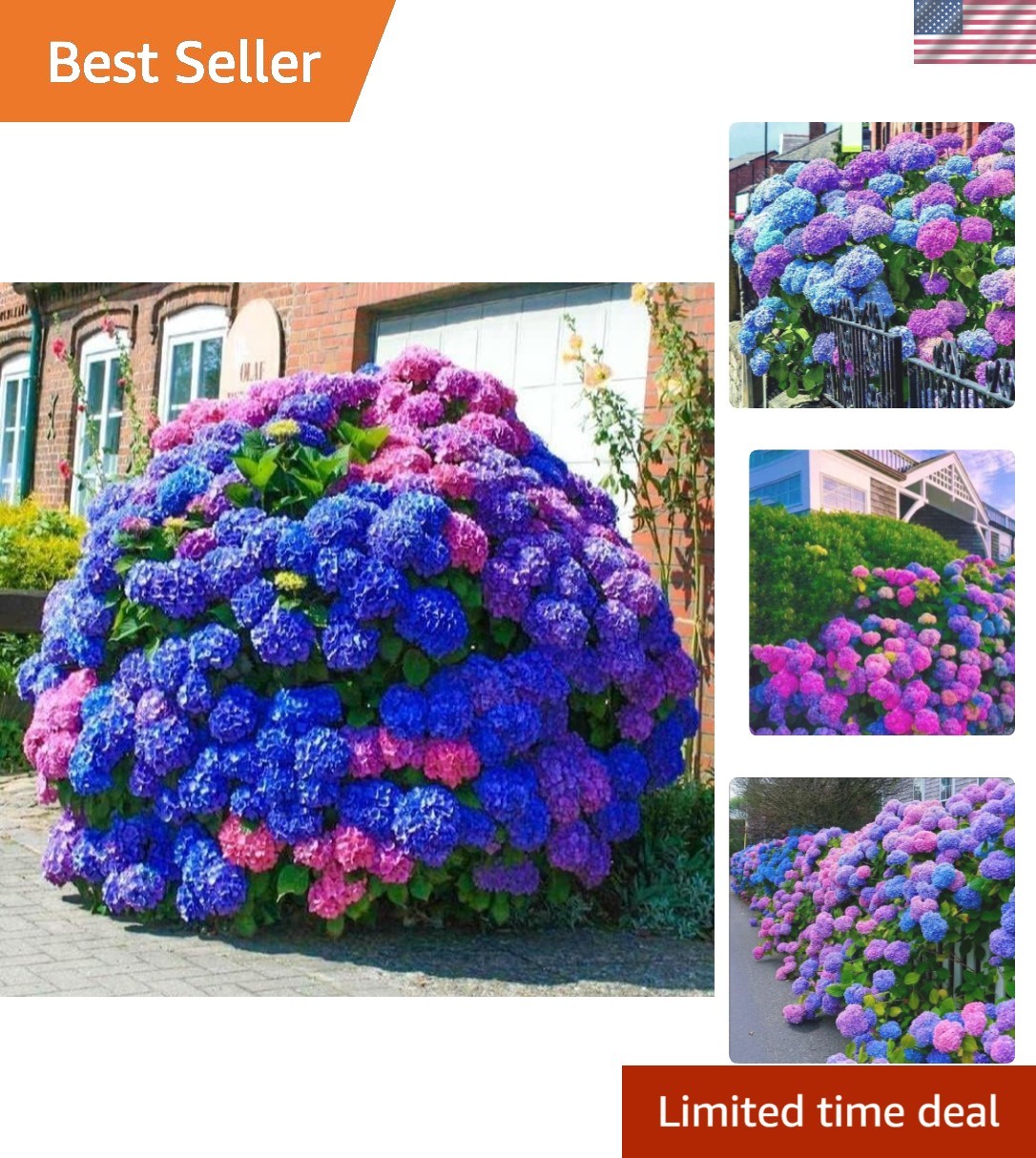 Vibrant 35 Hydrangea Seeds – Attract Pollinators with Blue, Pink & Purple Blooms
