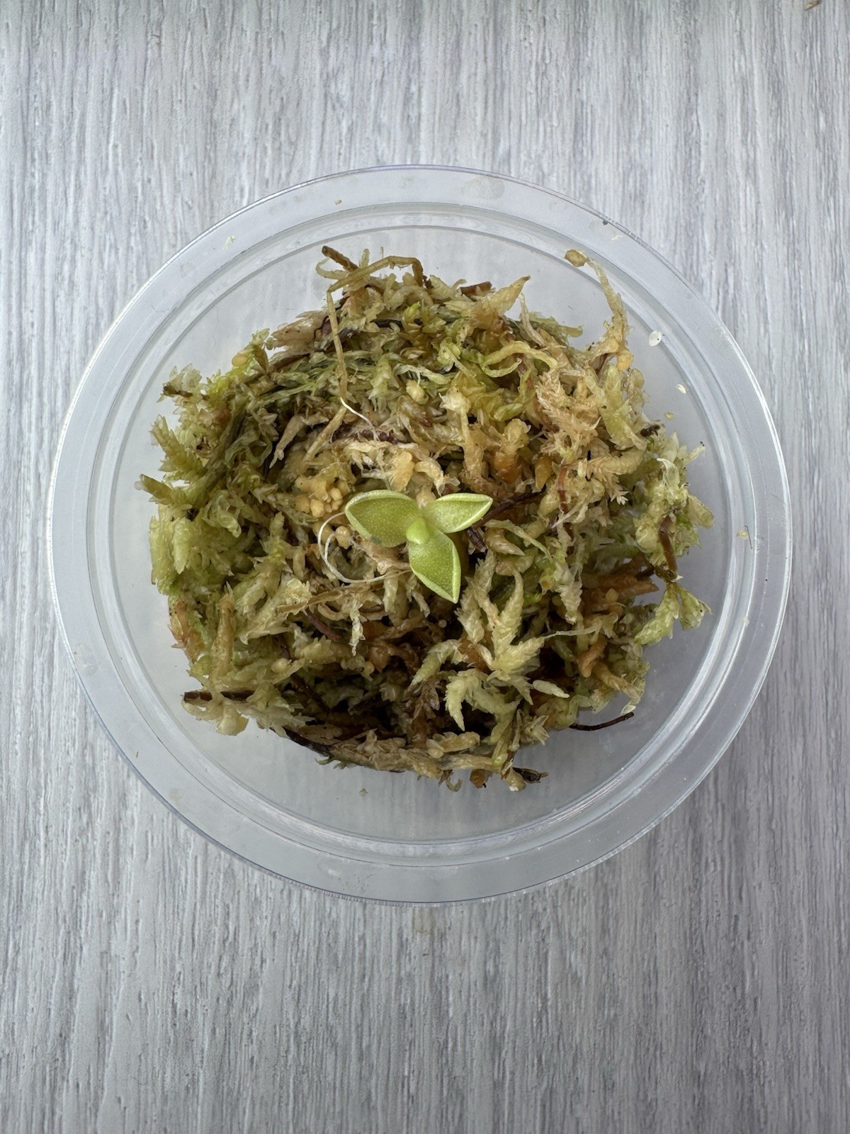Butterwort – Pinguicula ‘Estrellita’ – Carnivorous Plant Start Propagation Kit