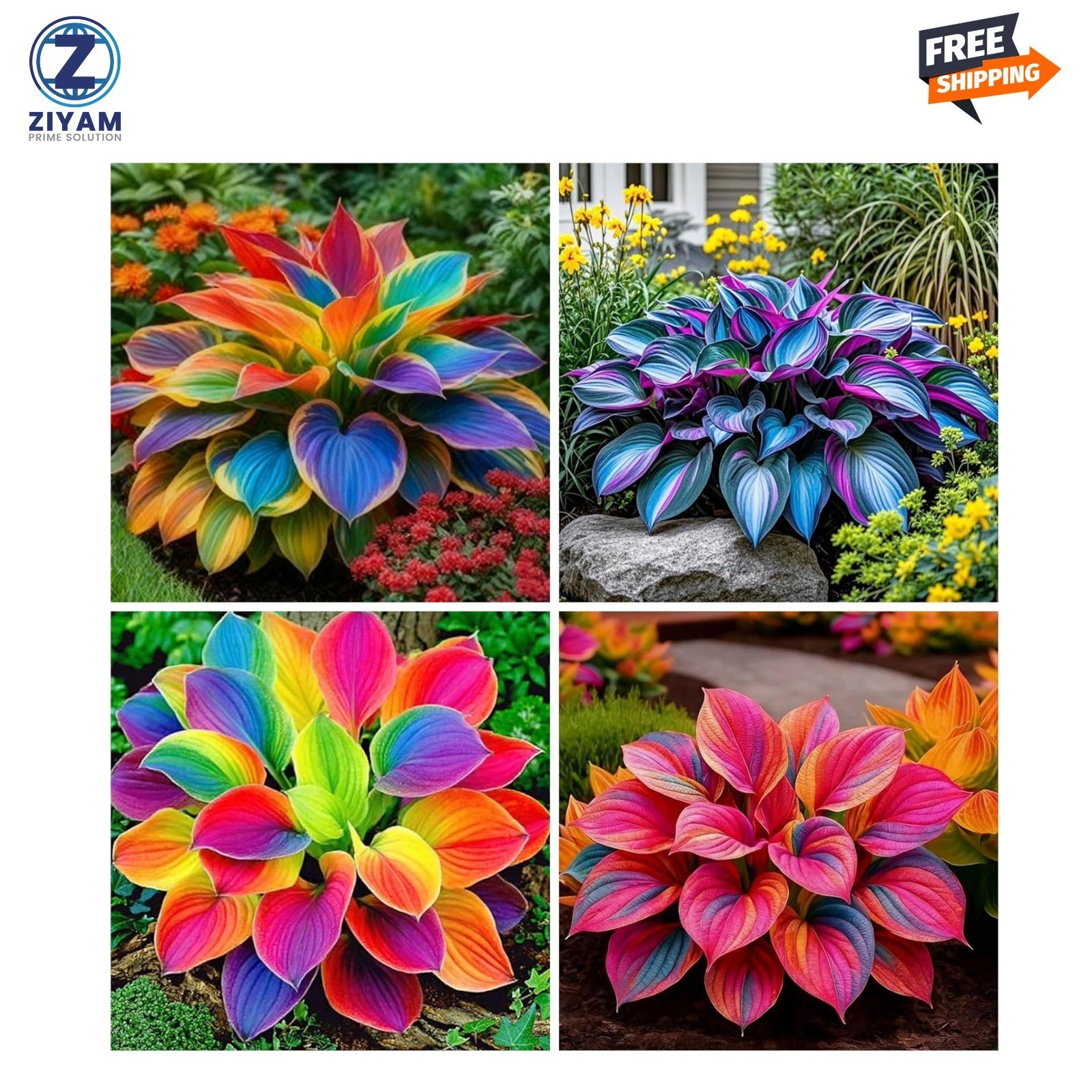 220+ Mixed Color Hosta Seeds for Planting – Hostas Seeds Rare Perennial, Flower