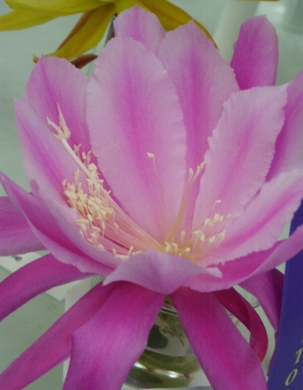 Epiphyllum, Orchid Cactus, ” PURPLE PEOPLE EATER “, Don’s Quart pots JUNE/2