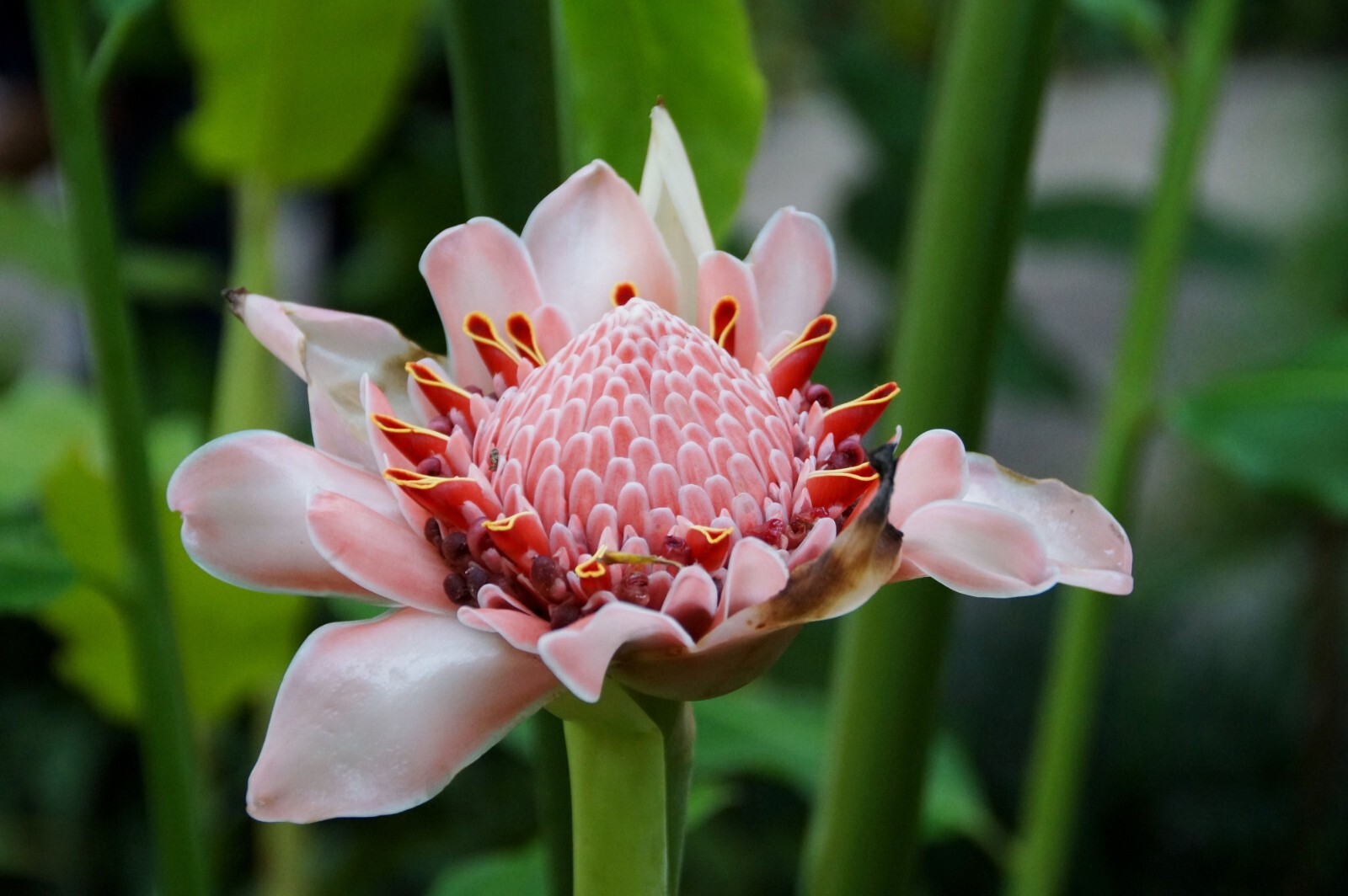 10 Pink Flowering Ginger Seeds- Etlingera