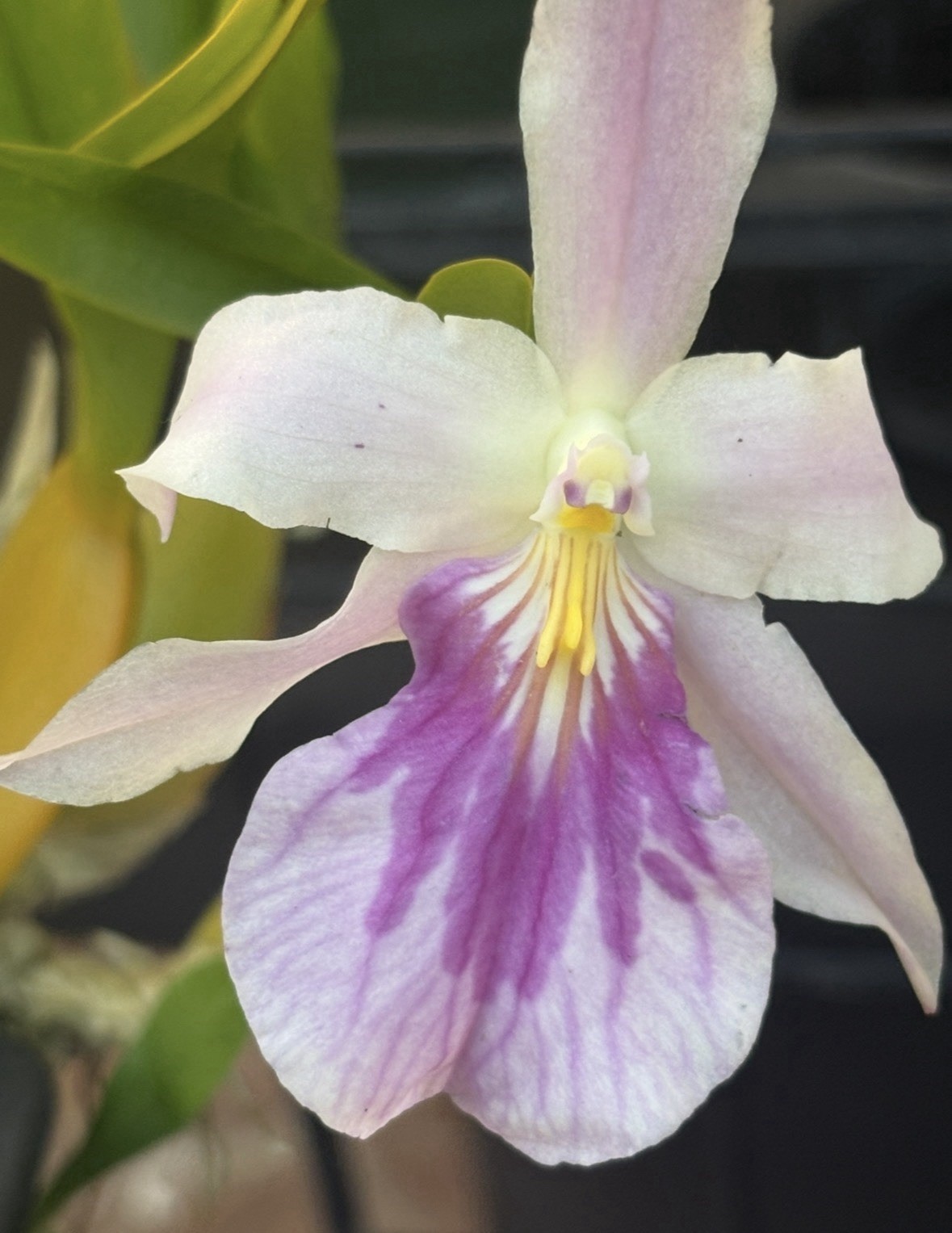 Miltonia spectabilis v. bicolor – Fragrant Species – 4” Basket