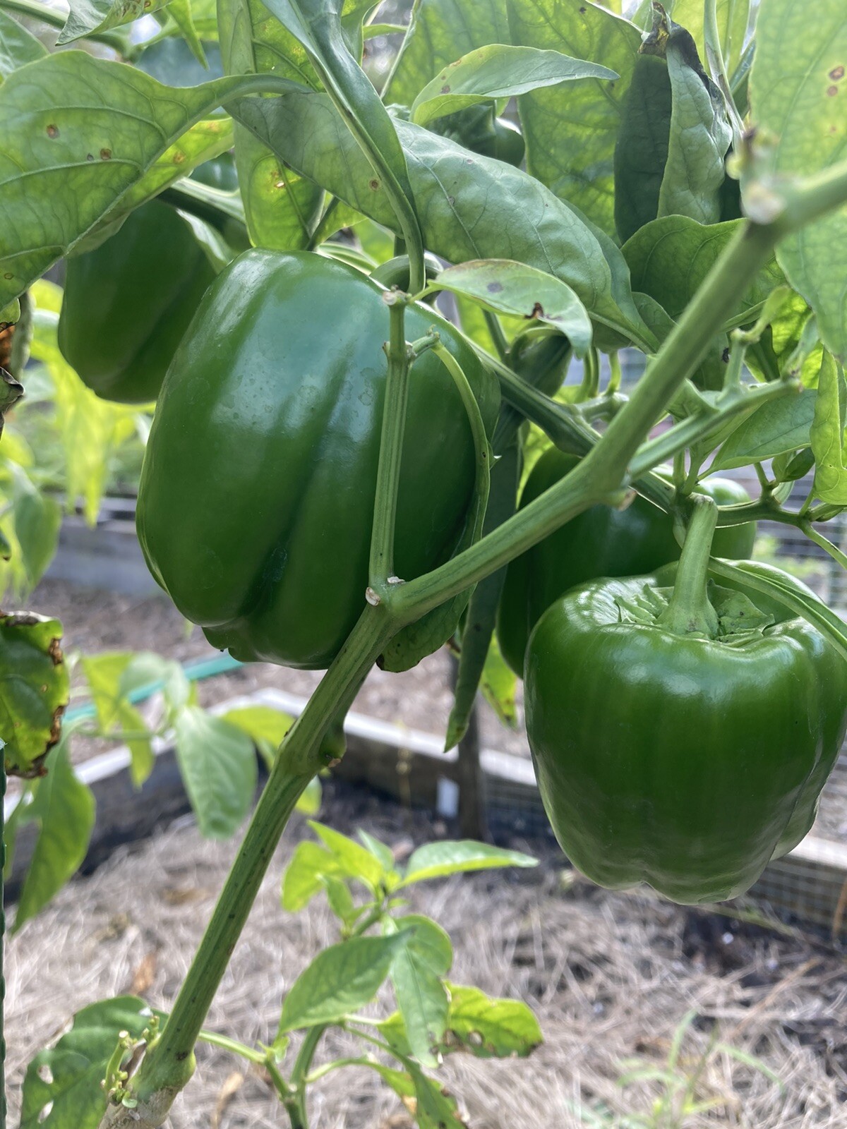 California Wonder Bell Pepper Seeds 50 Fresh Garden Planting Non-GMO