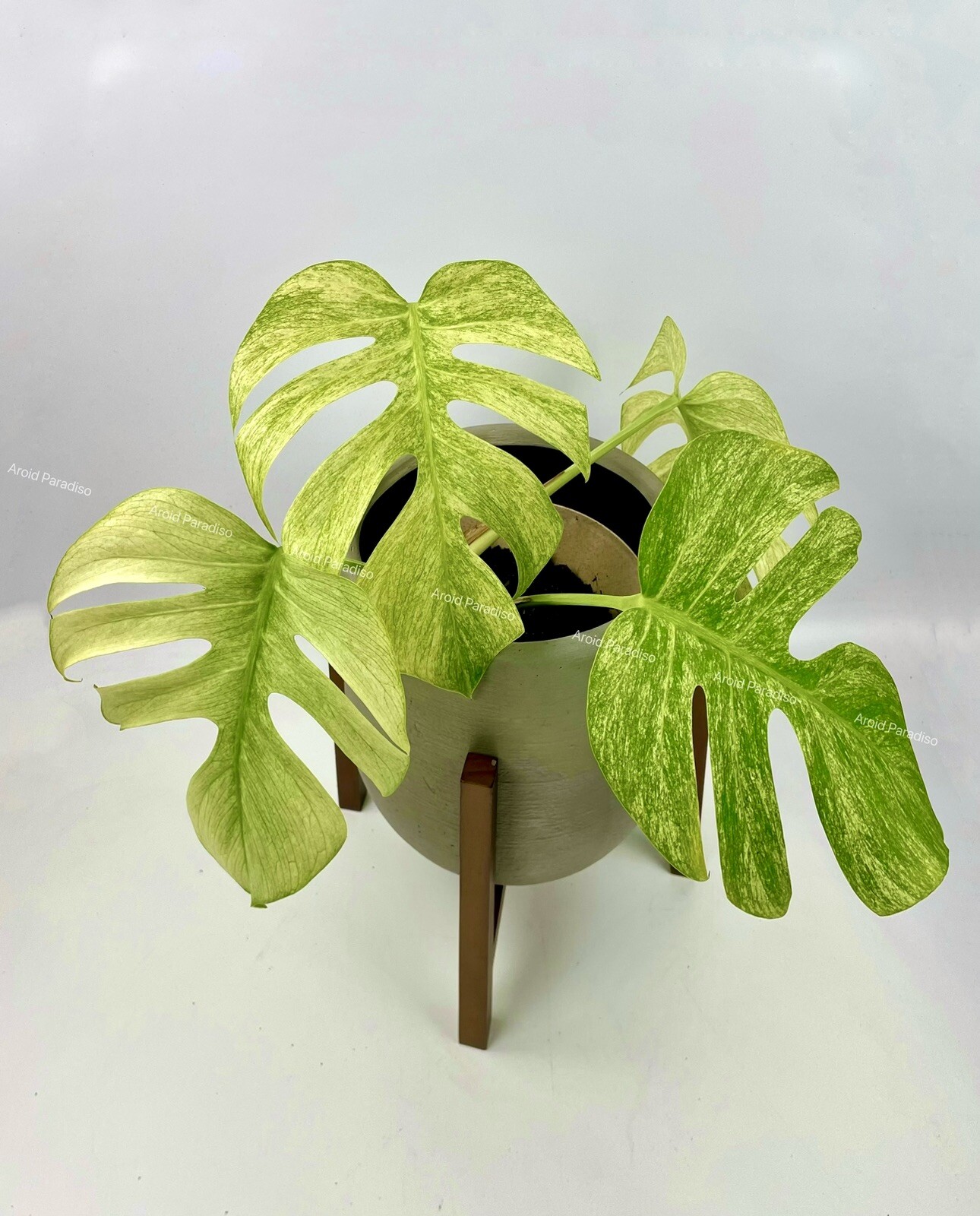 Rooted Monstera Deliciosa Mint Variegata Plant