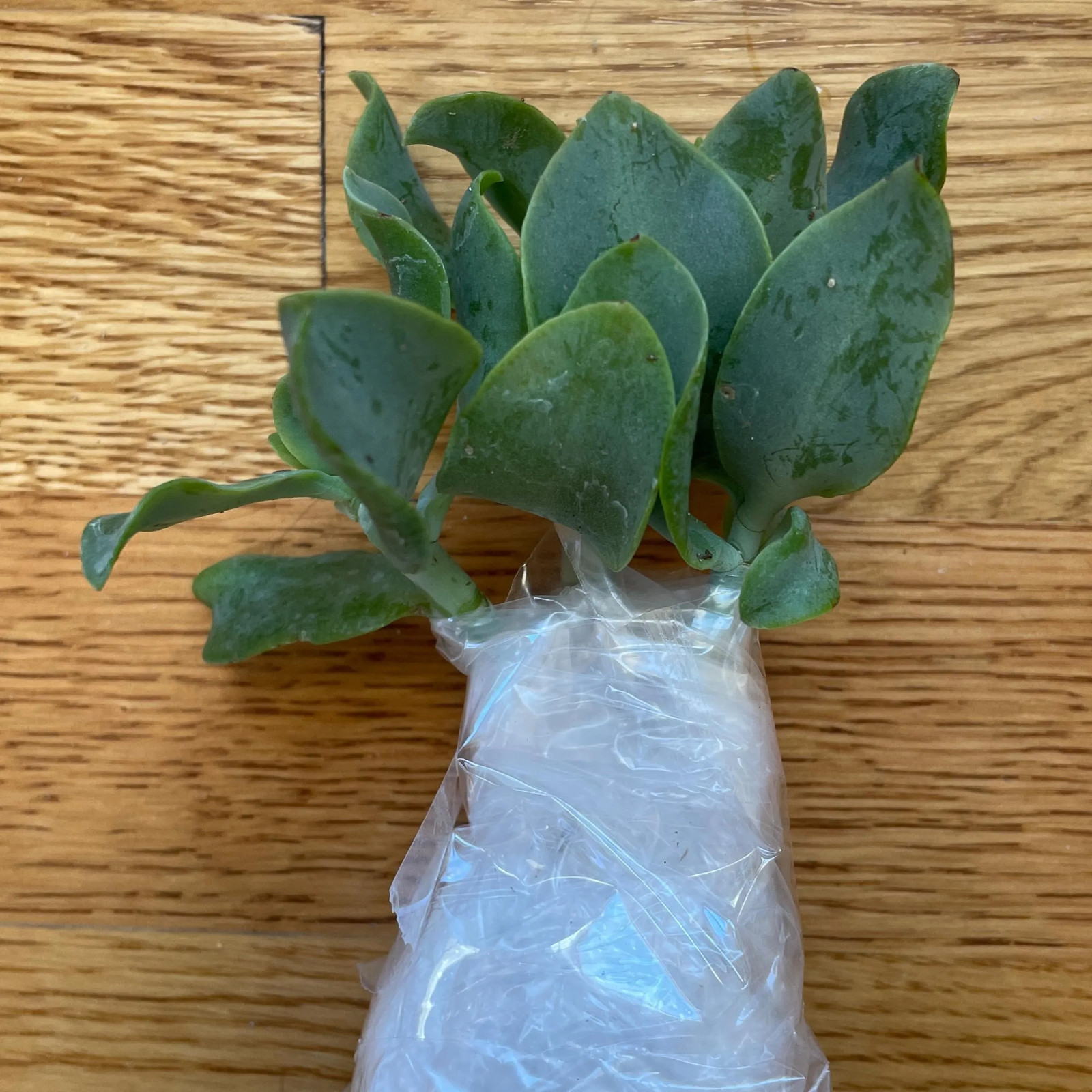 Ripple Wavy Jade Plant Crassula Arborescens undulatifolia Rooted Plant Succulent