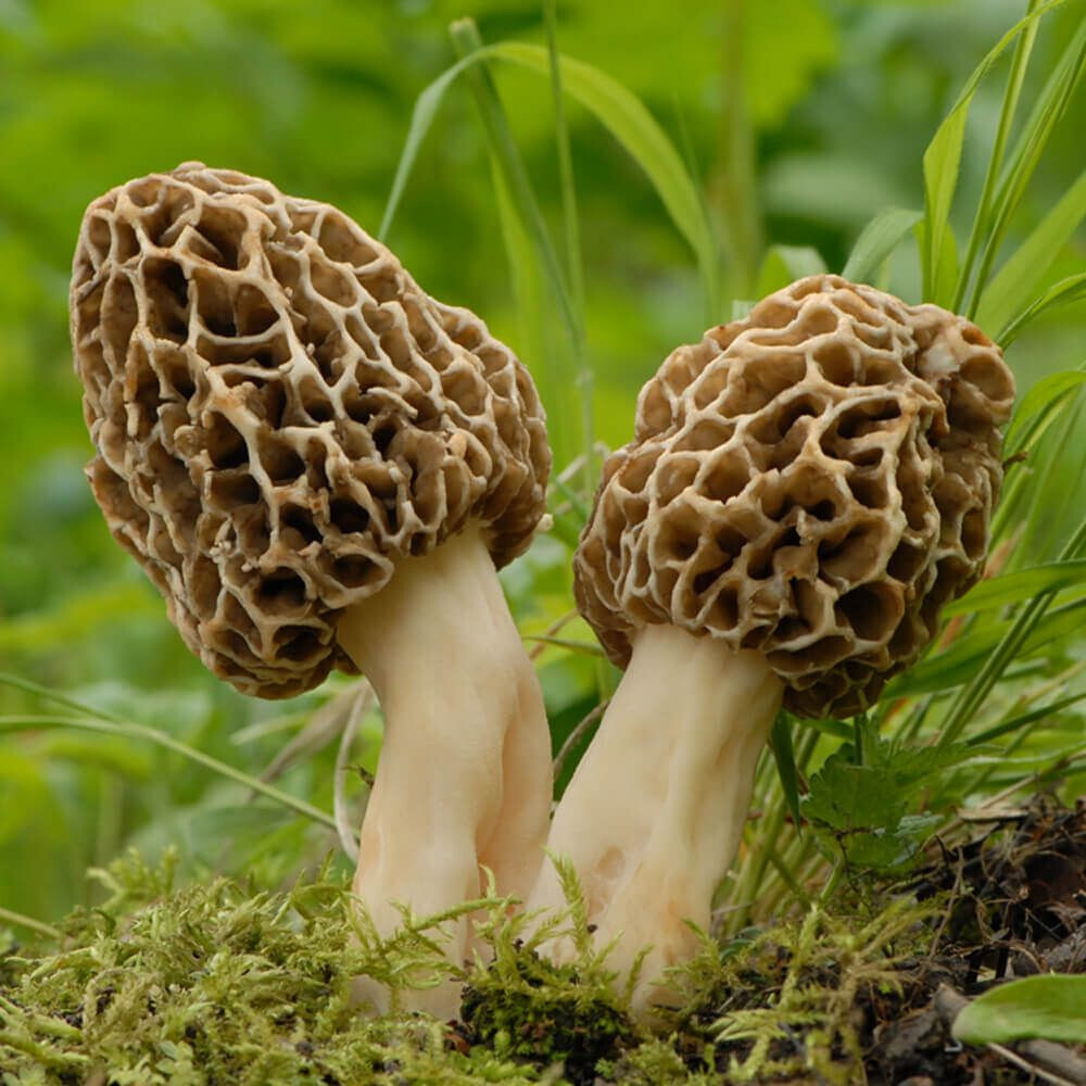 Yellow Morel (Morchella esculenta) Liquid Culture