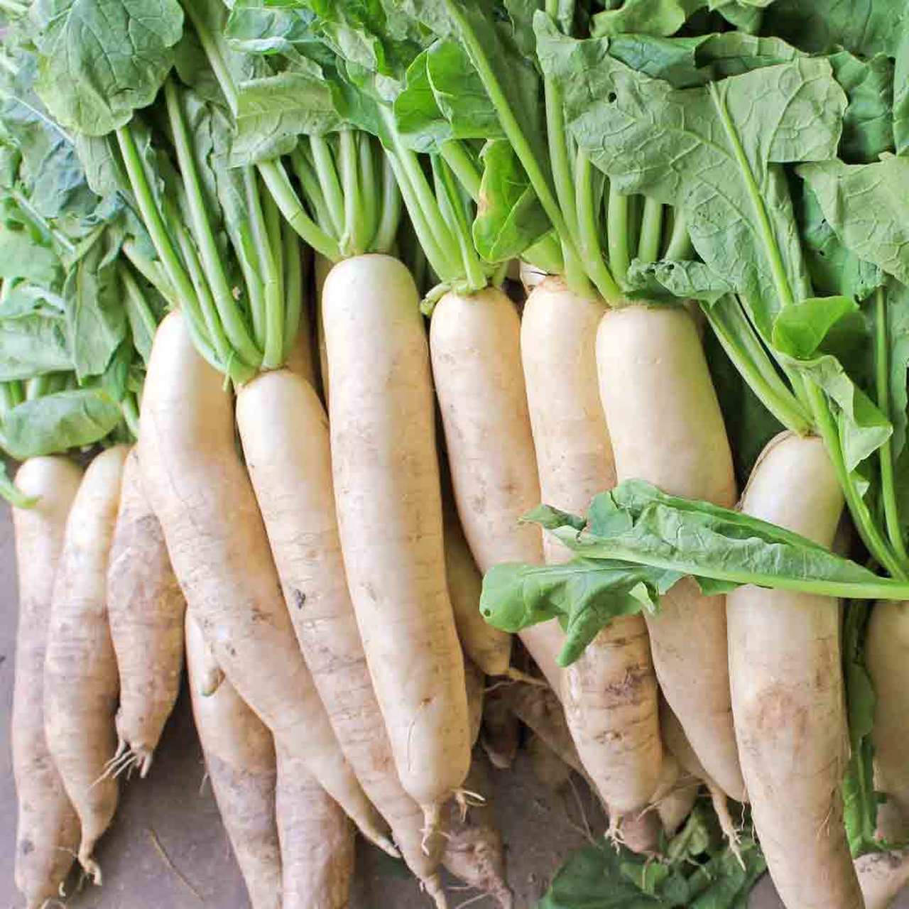 Daikon Radish Seeds, 5 LB, Deer Food Plot, Extremely Large Radish, FREE SHIPPING