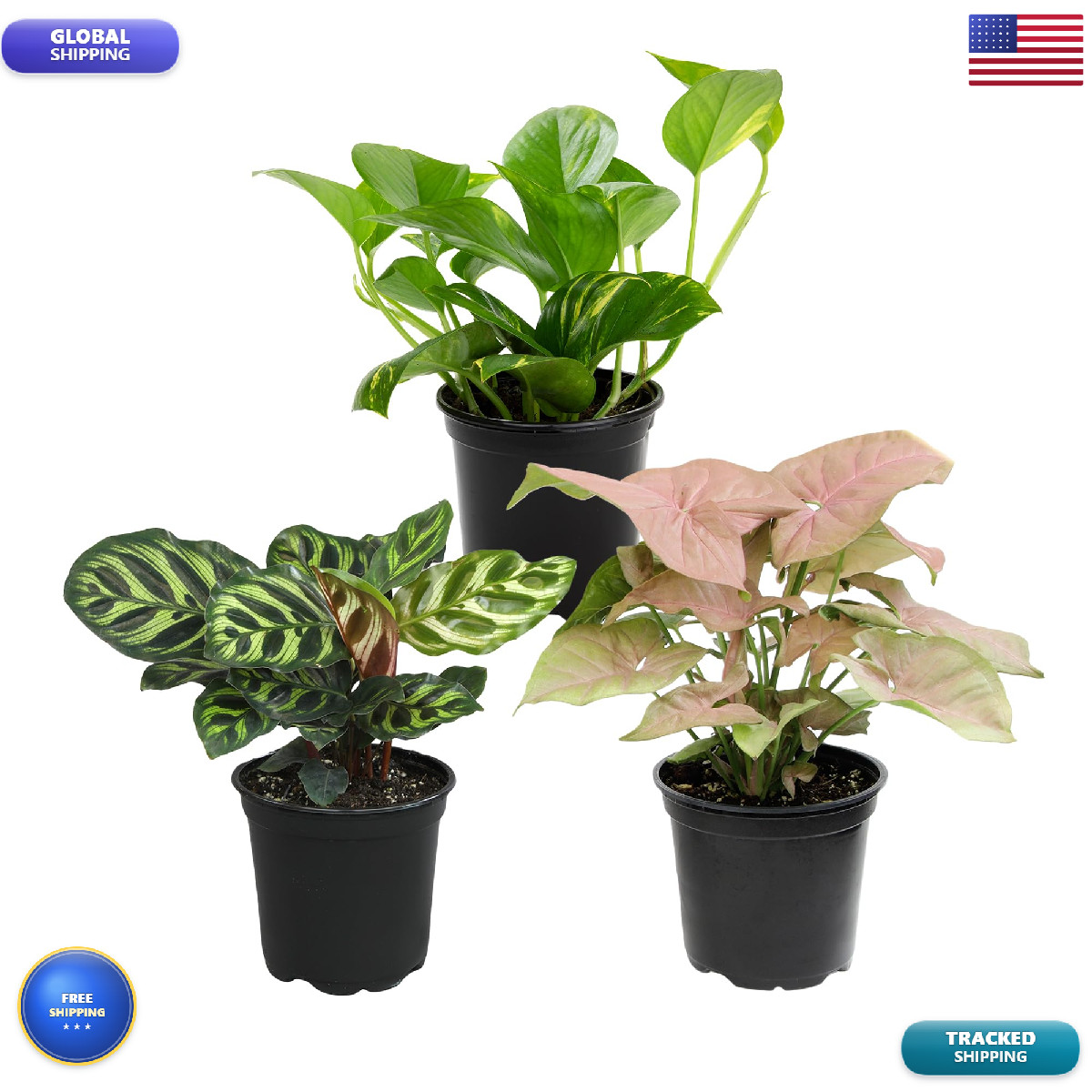 Altman Plants Deluxe Houseplants 3 Pack Assorted Popular Live Indoor Plant