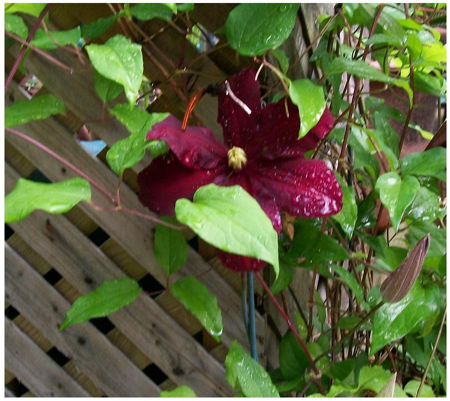 Clematis Vine*Red Wine Burgundy Perennial Vine*Very Pretty 25 Seeds USA Seller