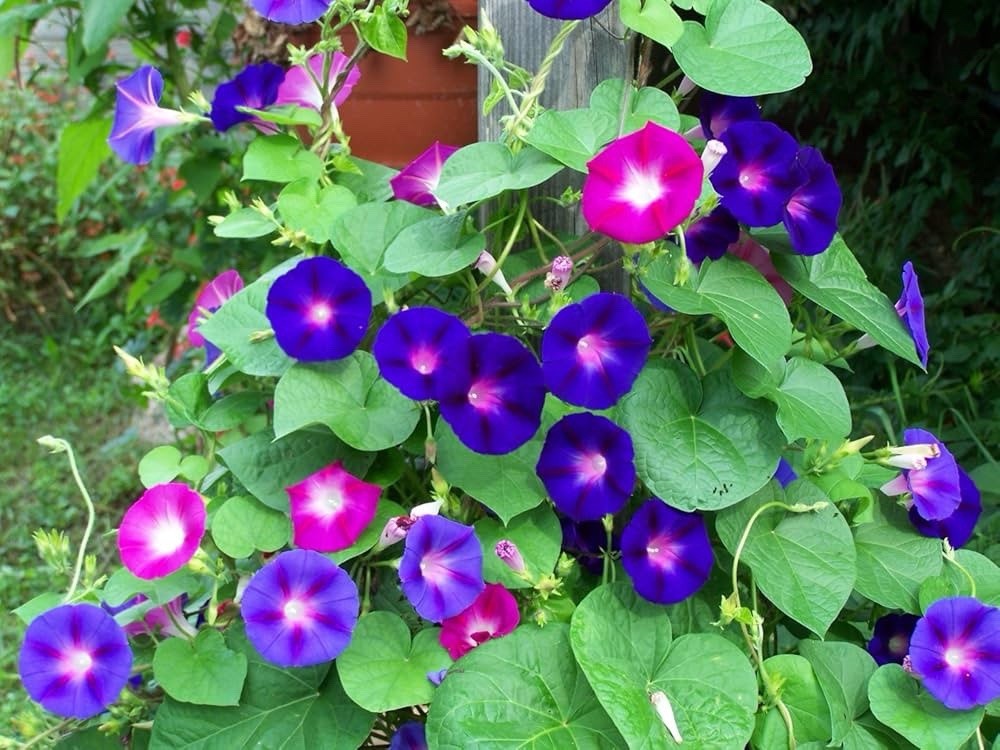 Morning Glory Seeds – 500 pcs Mixed Color Blooms for Stunning Garden