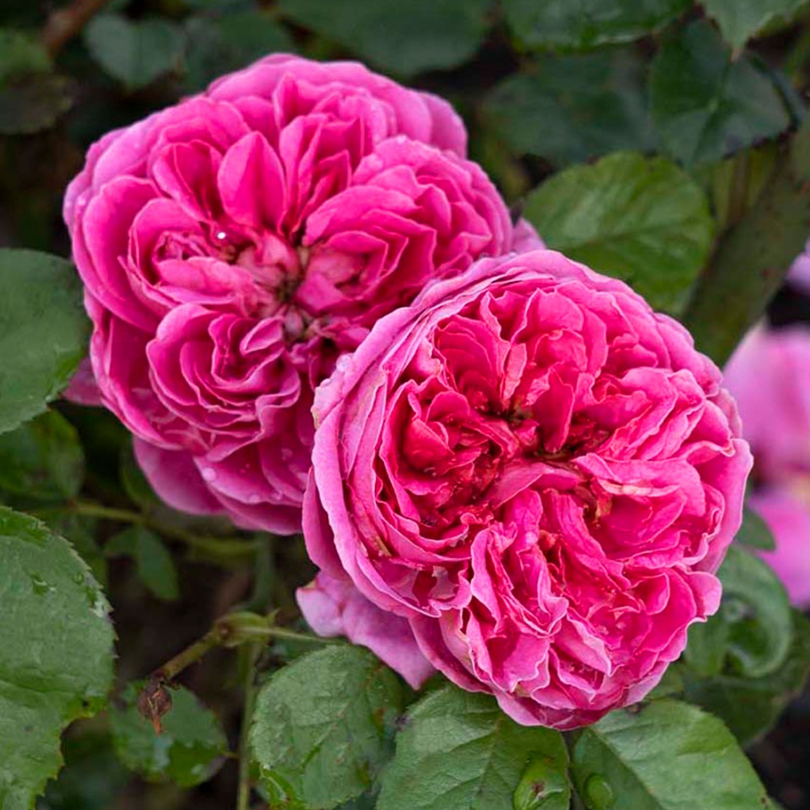 PowerPuff Pink Rose Plant 1.5 Gal Potted Fragrant Flowers, Own Root, Reblooming