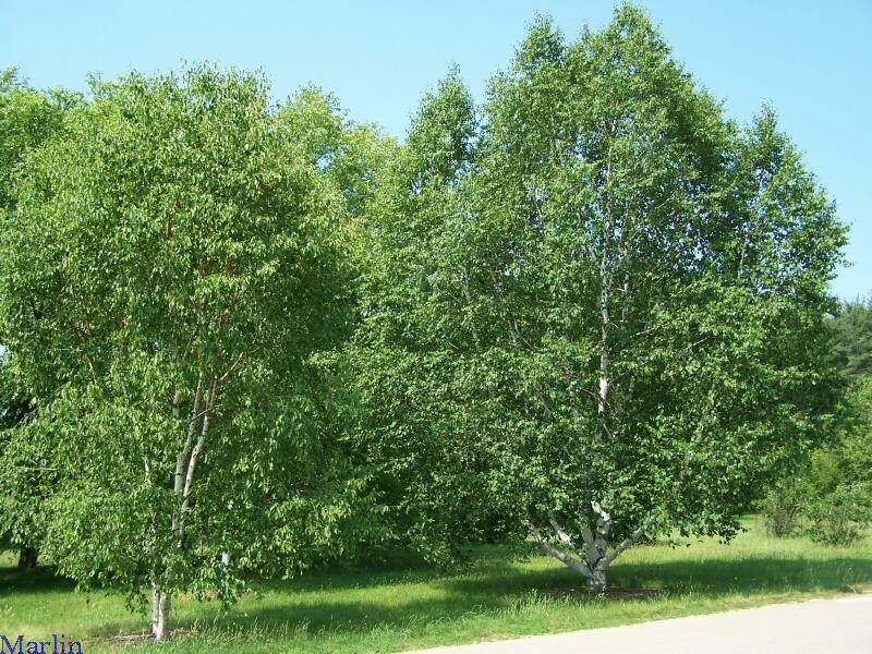 Paper Birch, Betula papyrifera, Tree Seeds (Fast, Hardy, Fall Color)