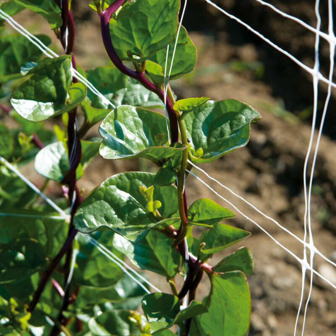 Fresh Red Malabar Spinach Seeds | Mong Toi | Heirloom Non-GMO | Asian Vegetable
