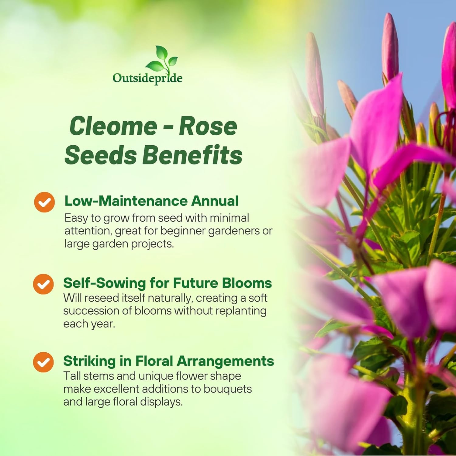 1000 Seeds Cleome Drought Tolerant Spider Flower Rose Queen Garden Plant