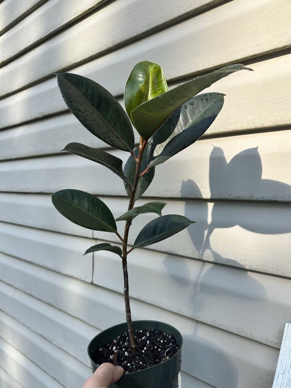 FICUS Mutation In 8” Pot